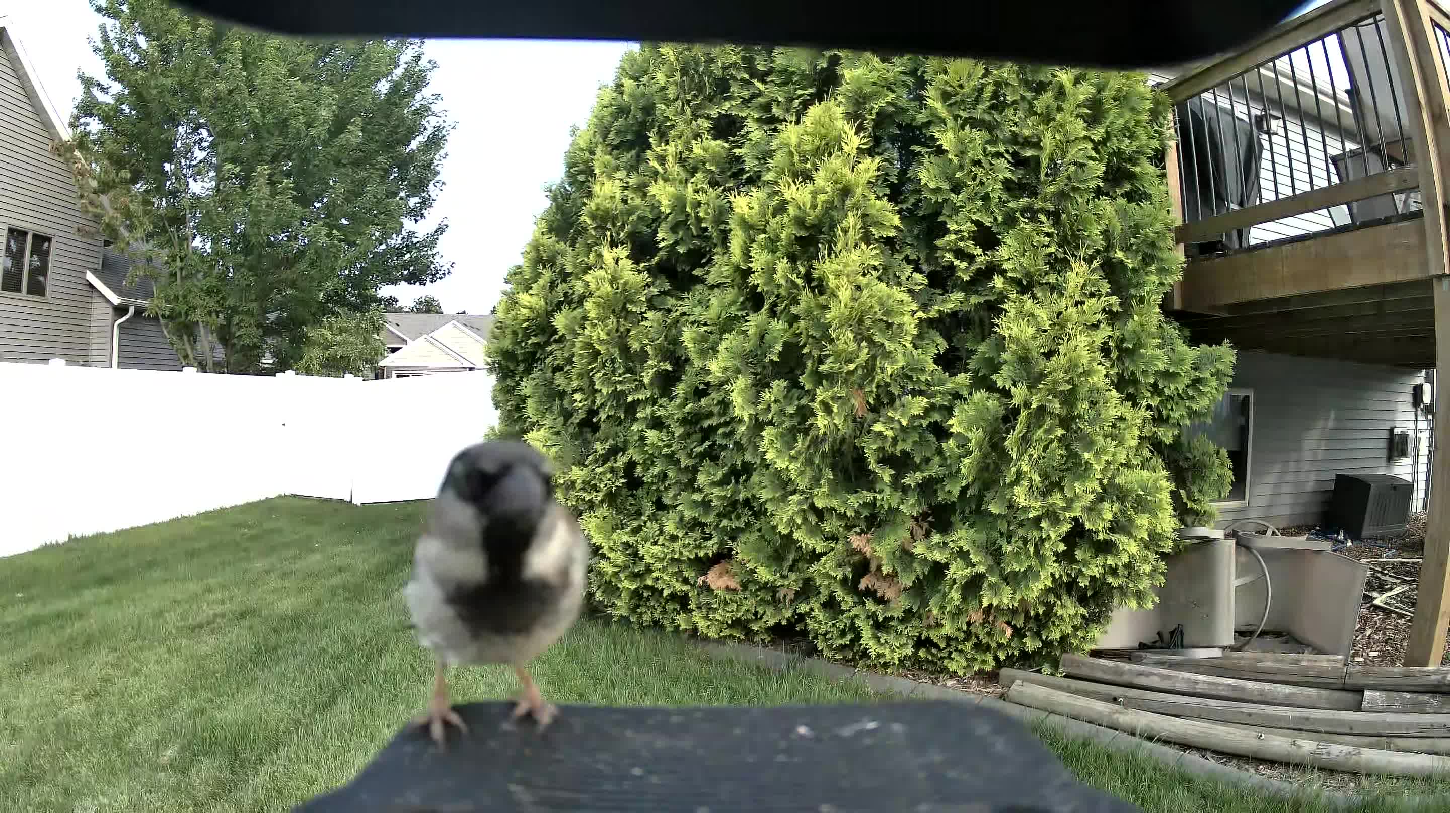 house sparrow