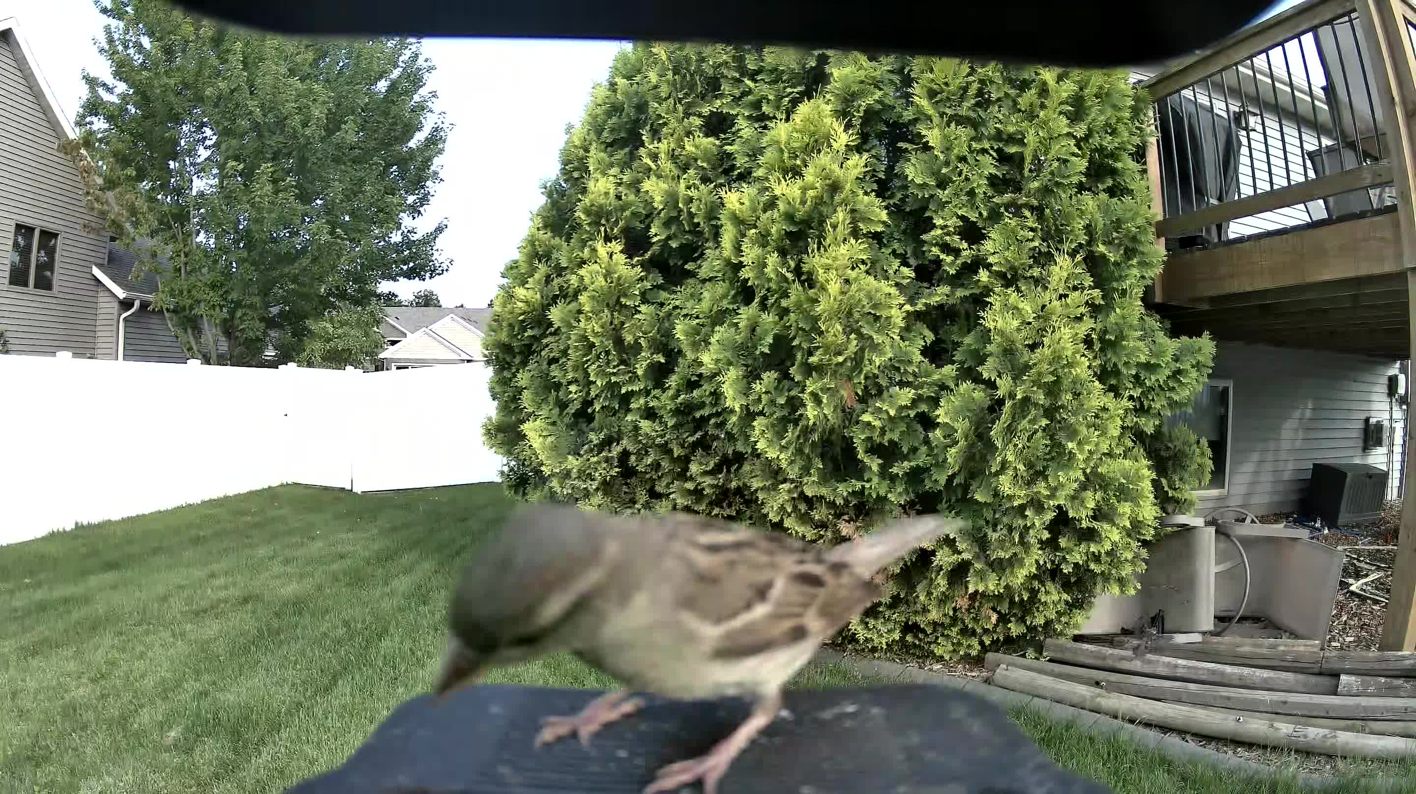 house sparrow