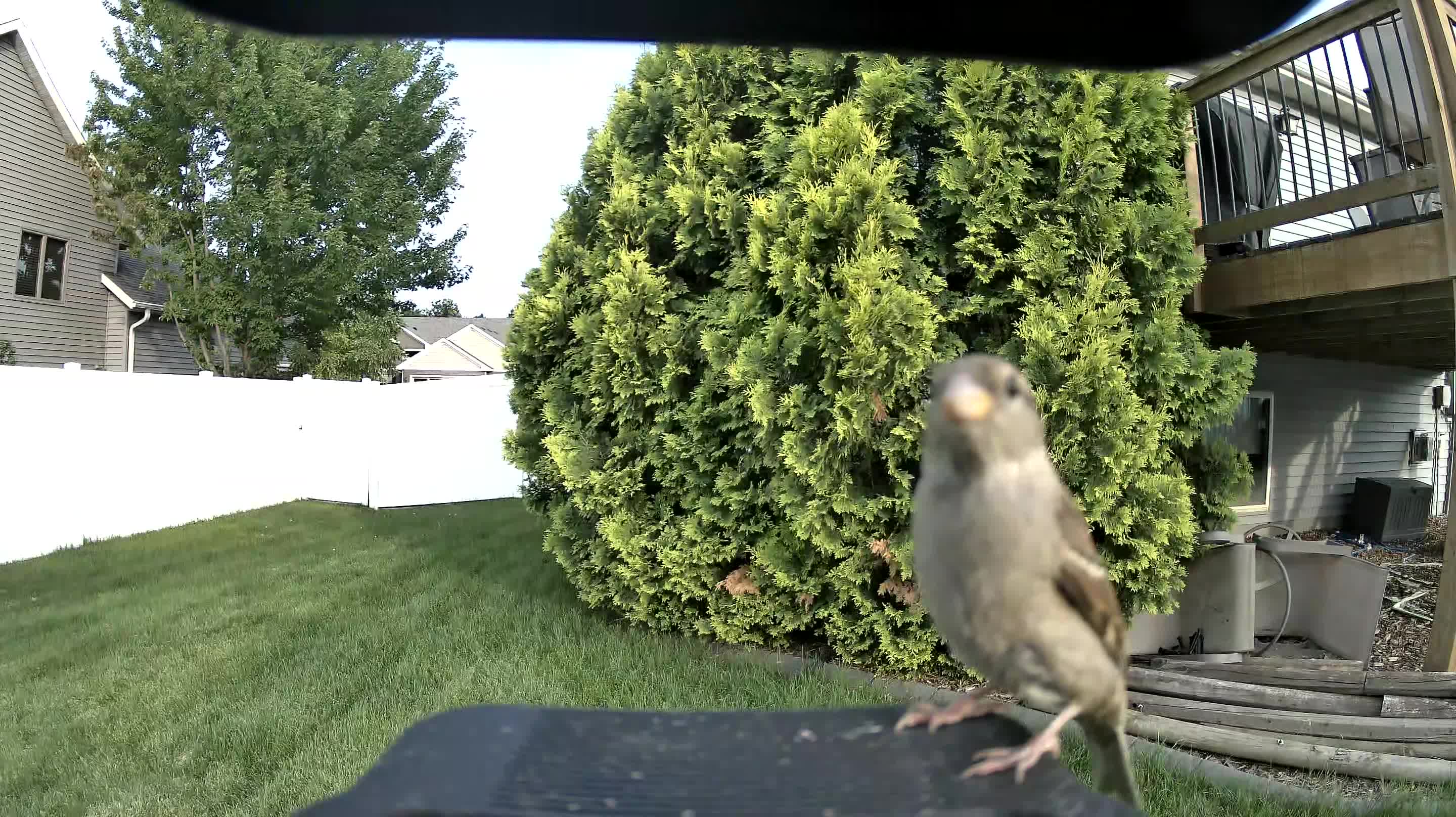 house sparrow