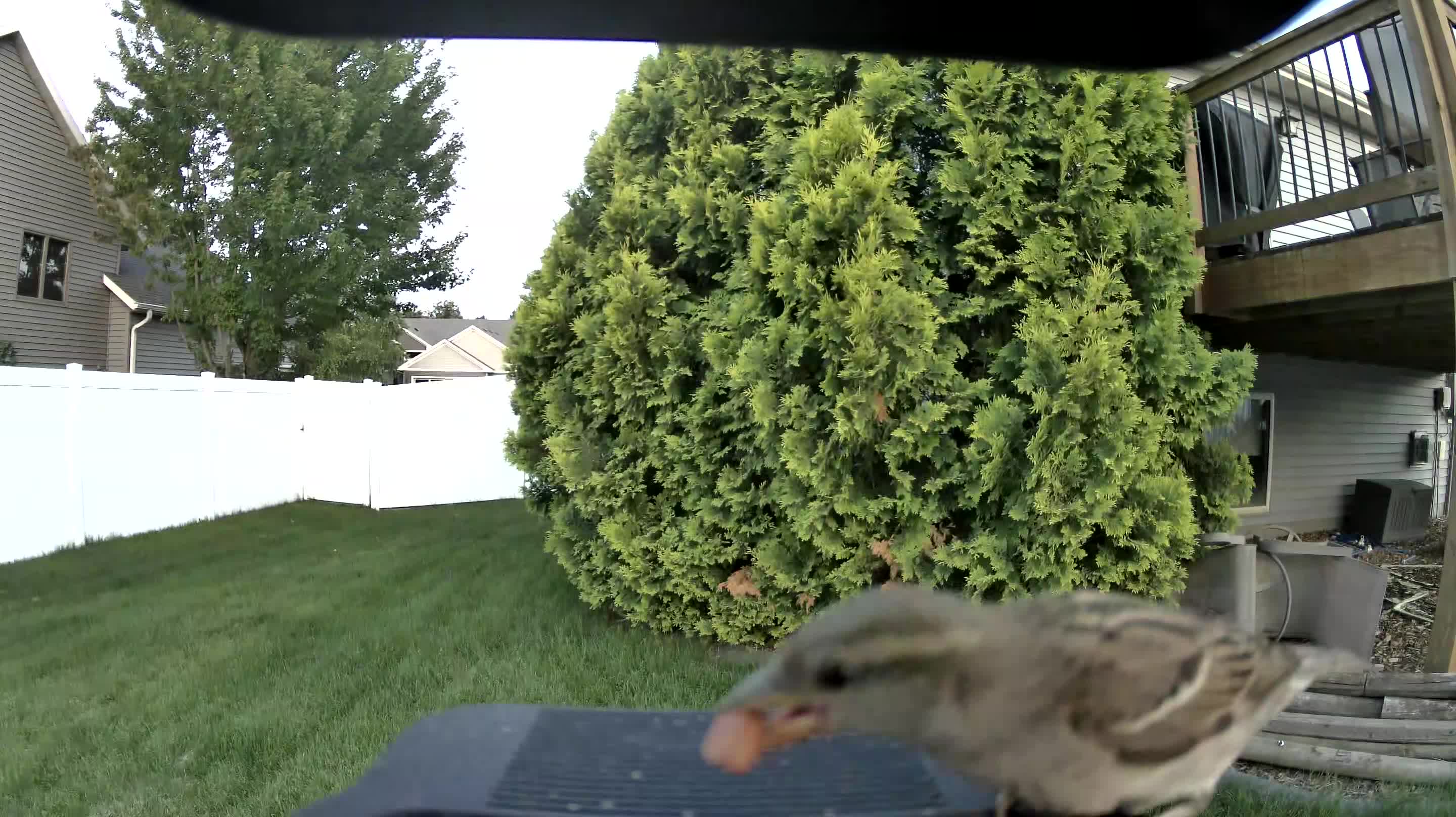 house sparrow