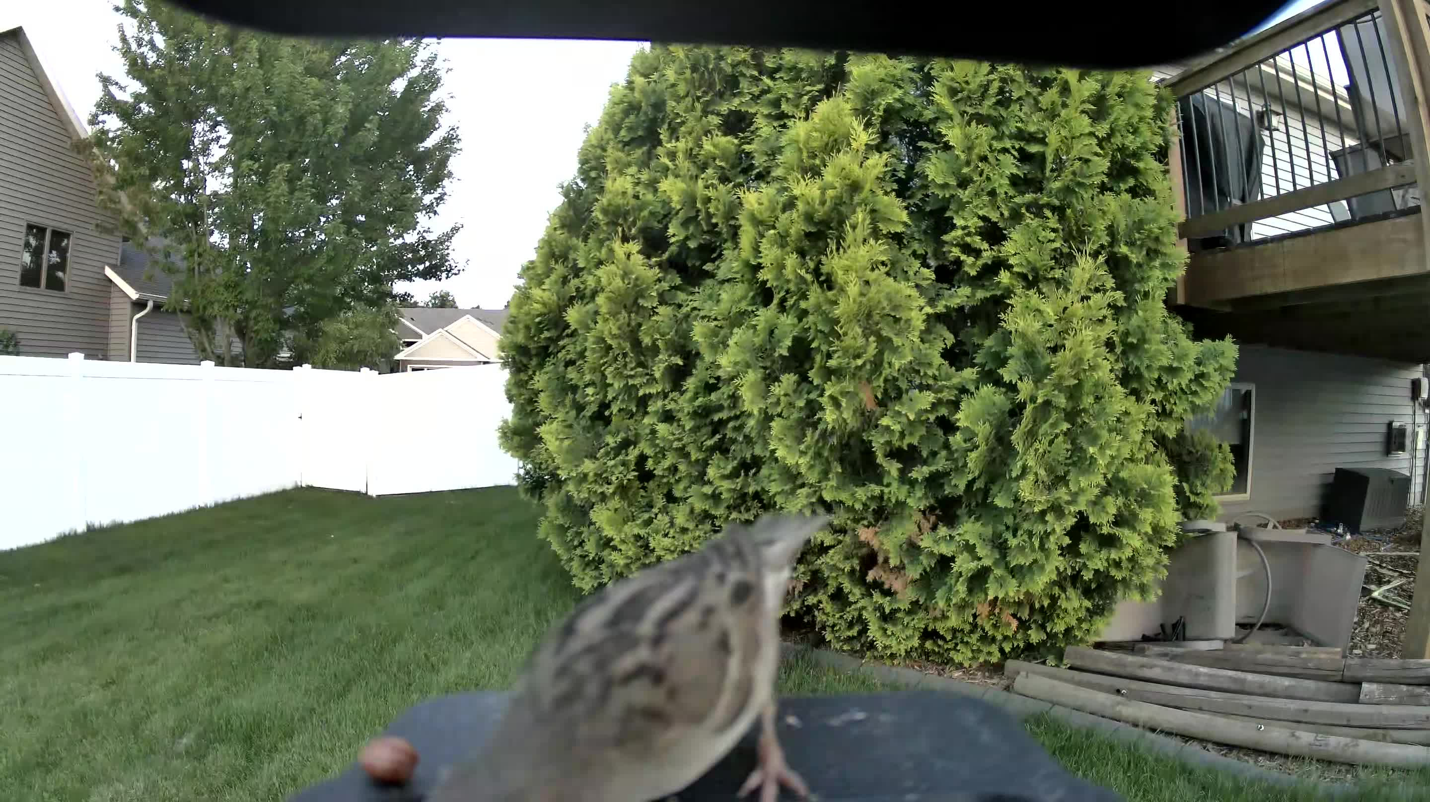unknown bird
