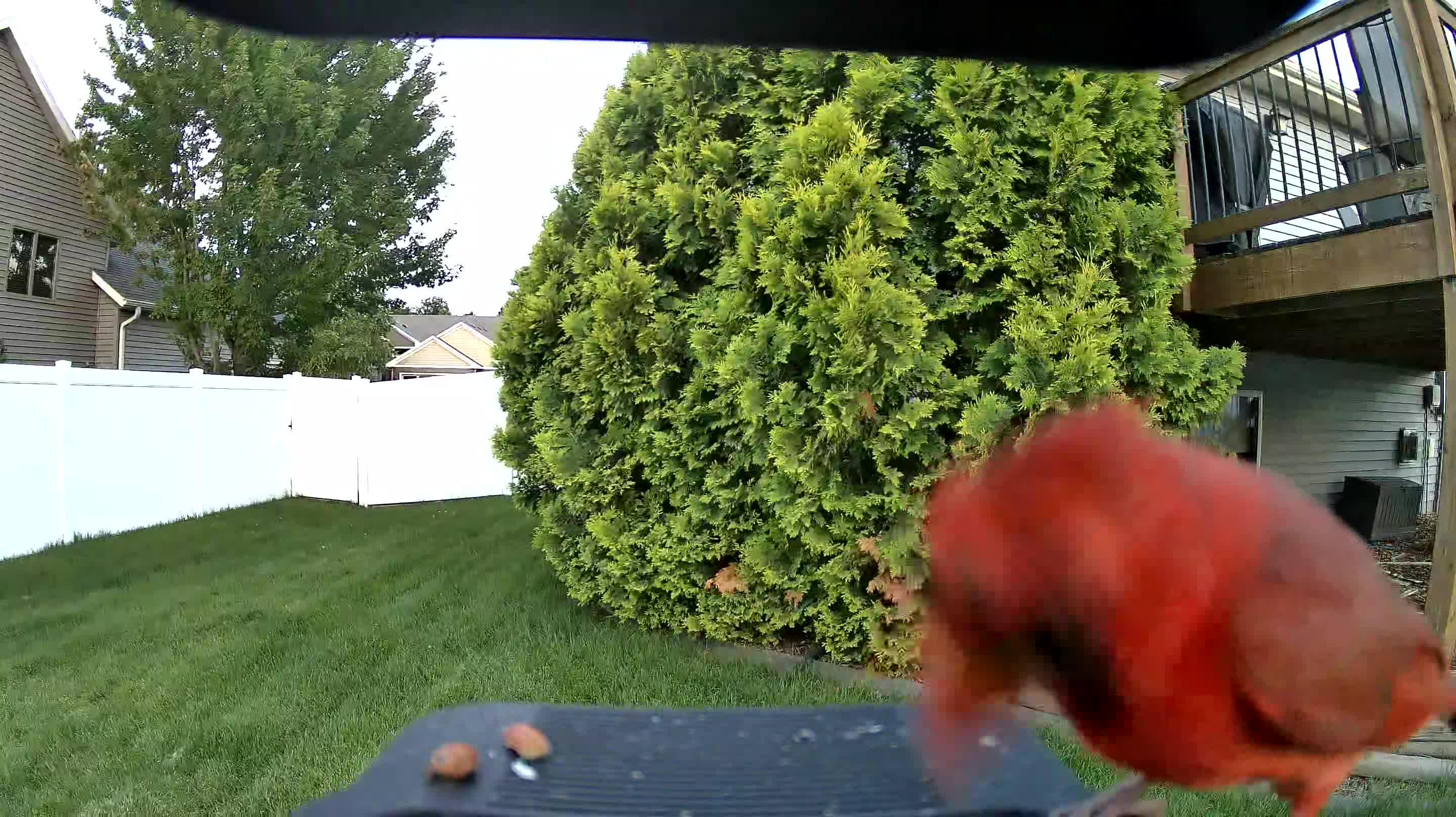 northern cardinal