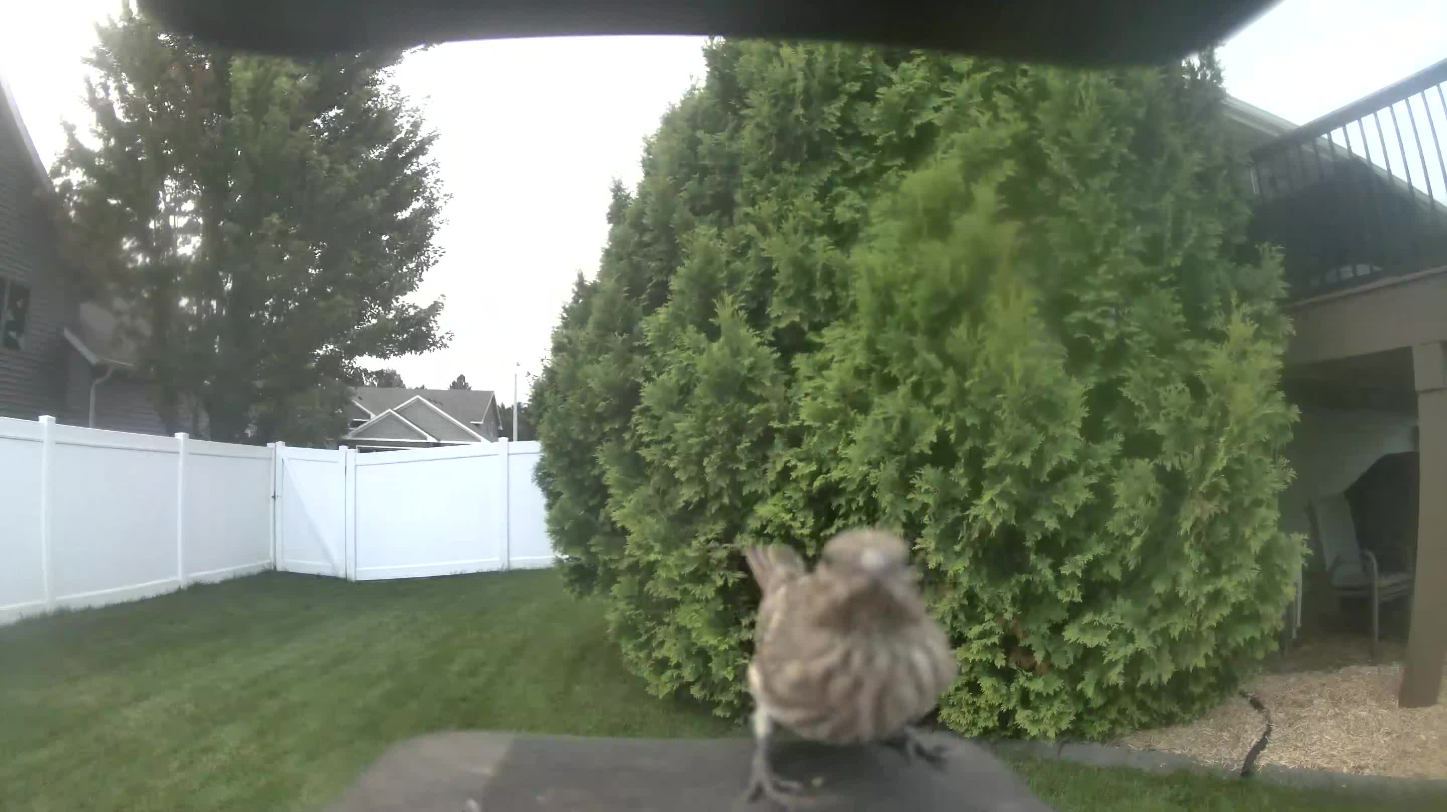 House Finch