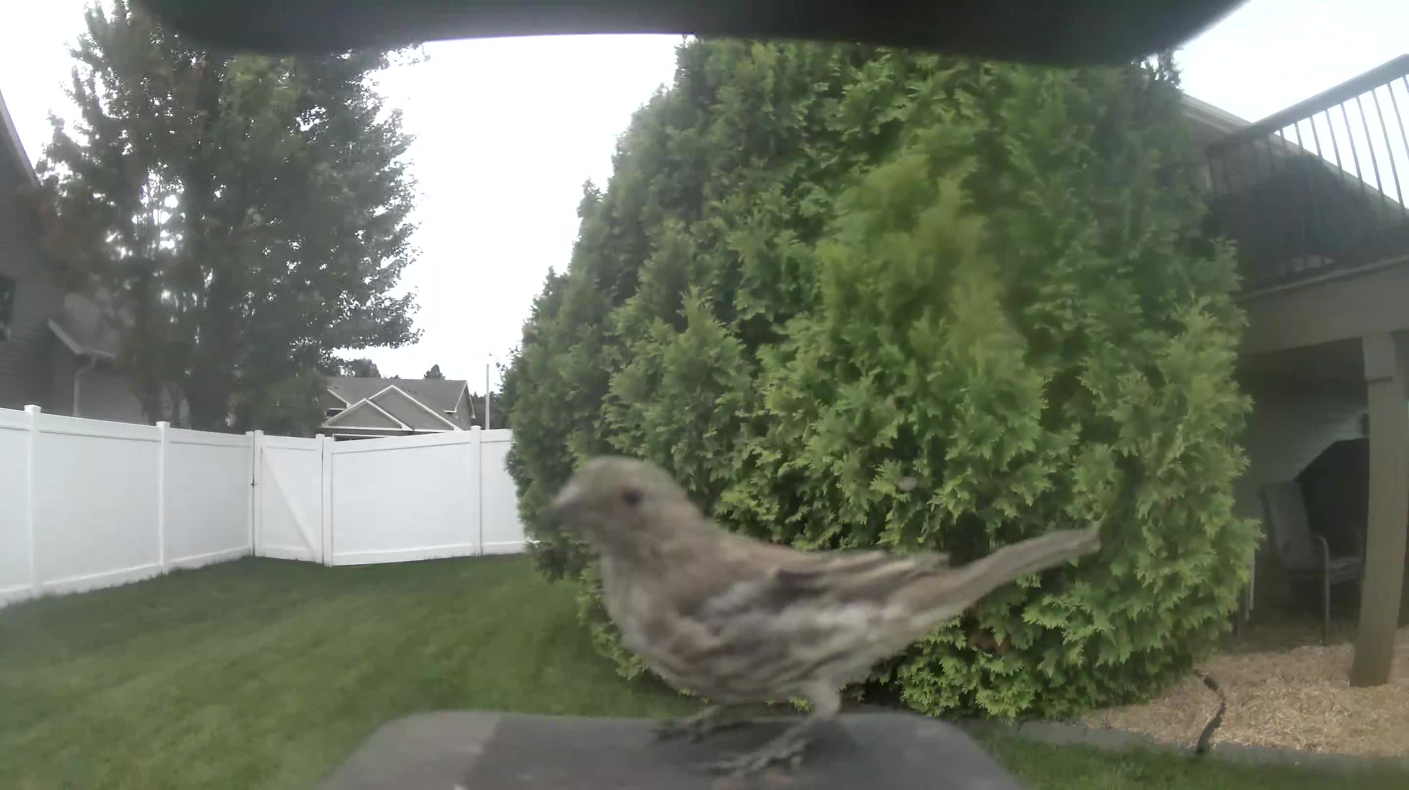 House Finch