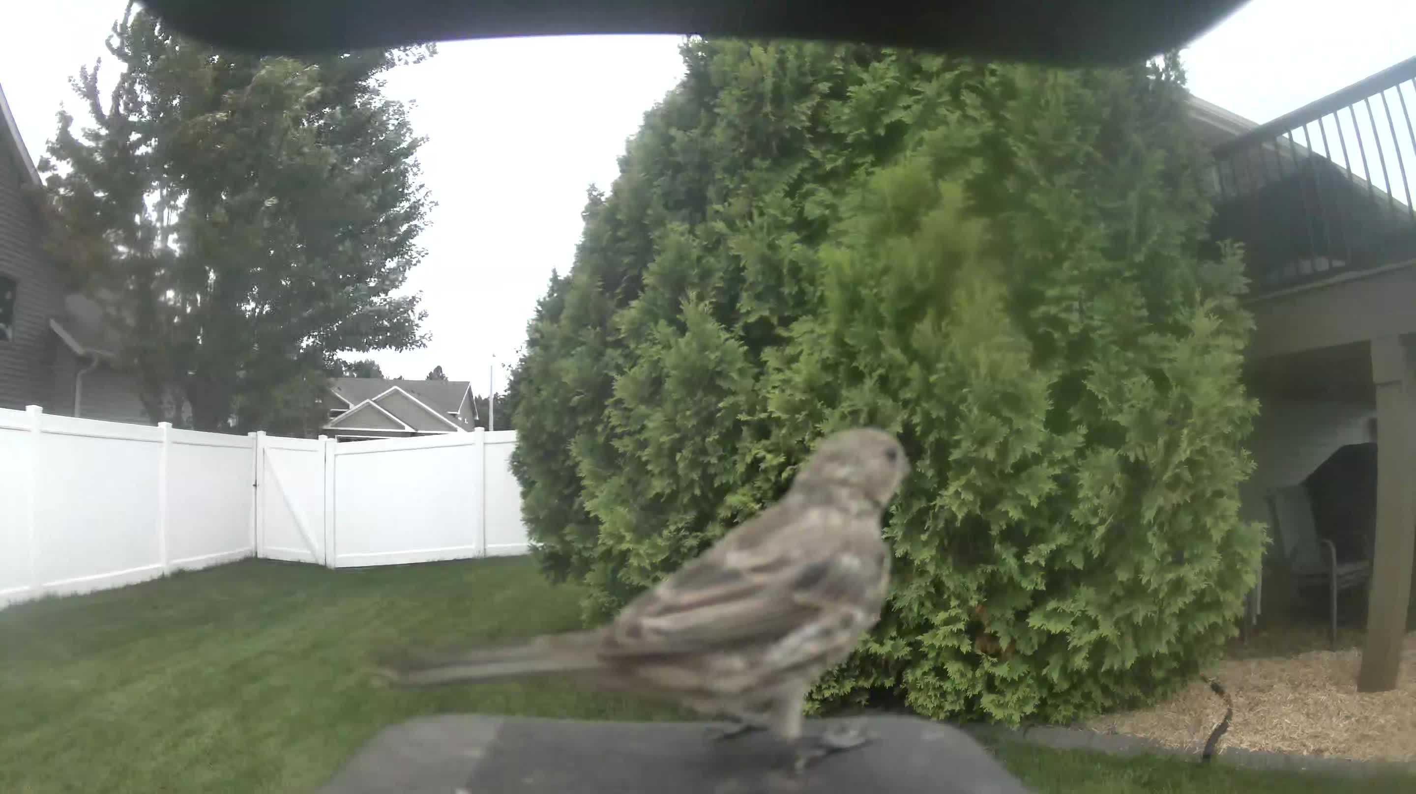 House Finch