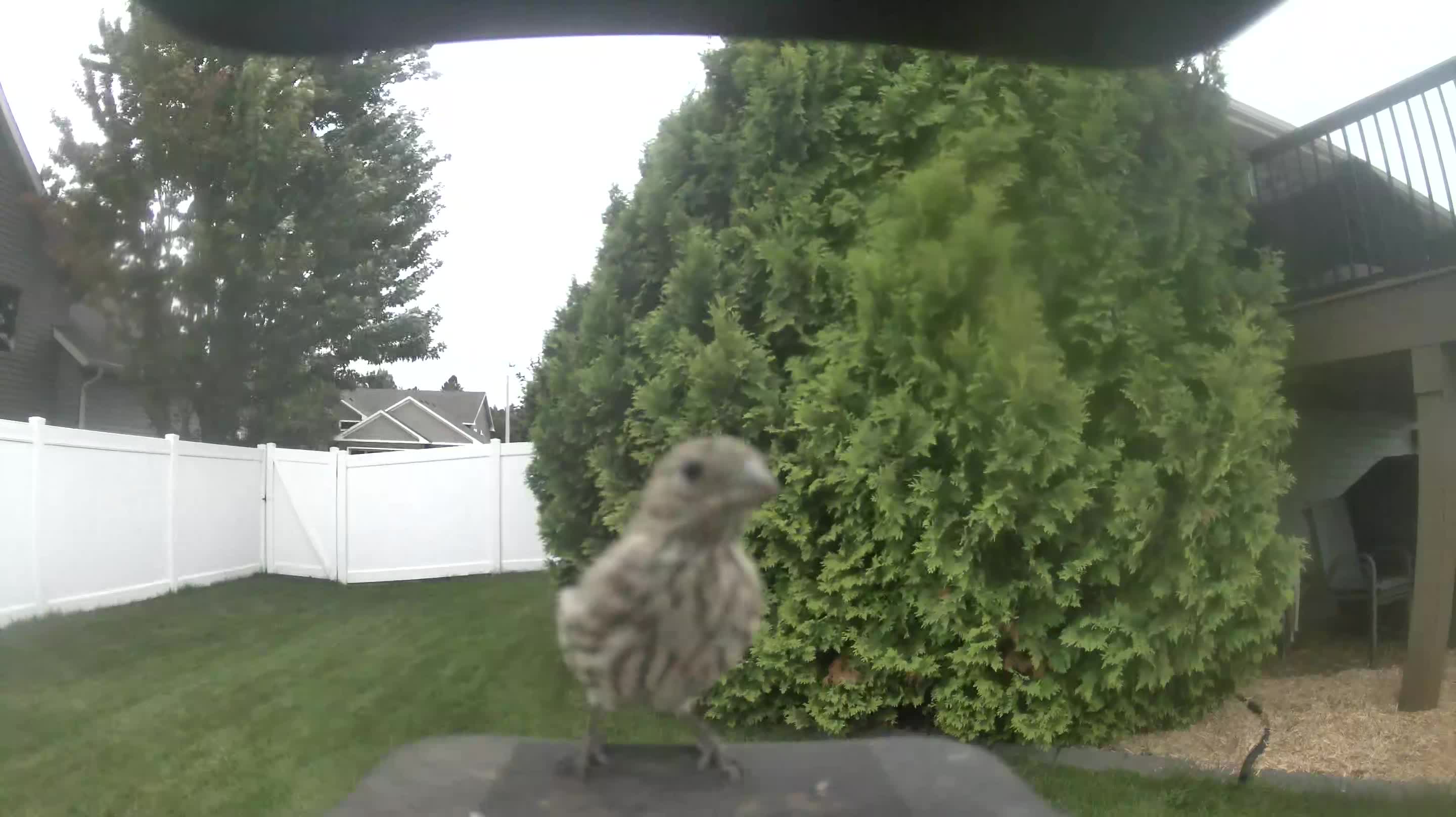 House Finch