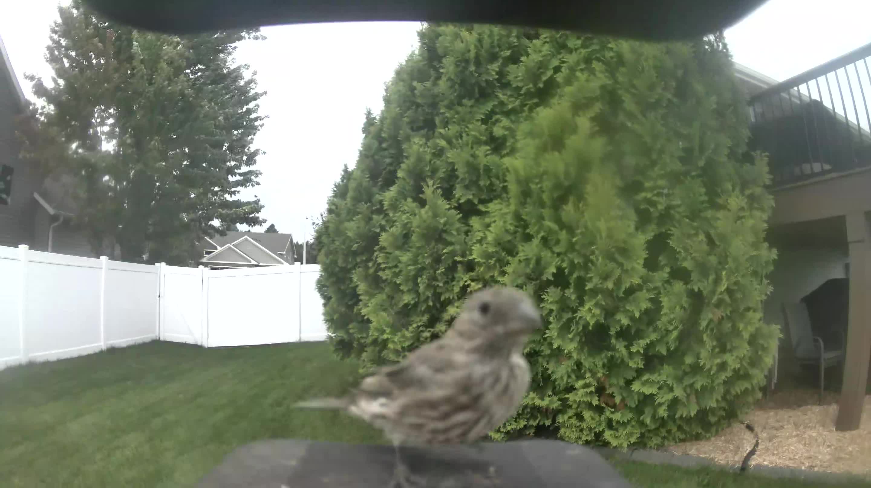 House Finch