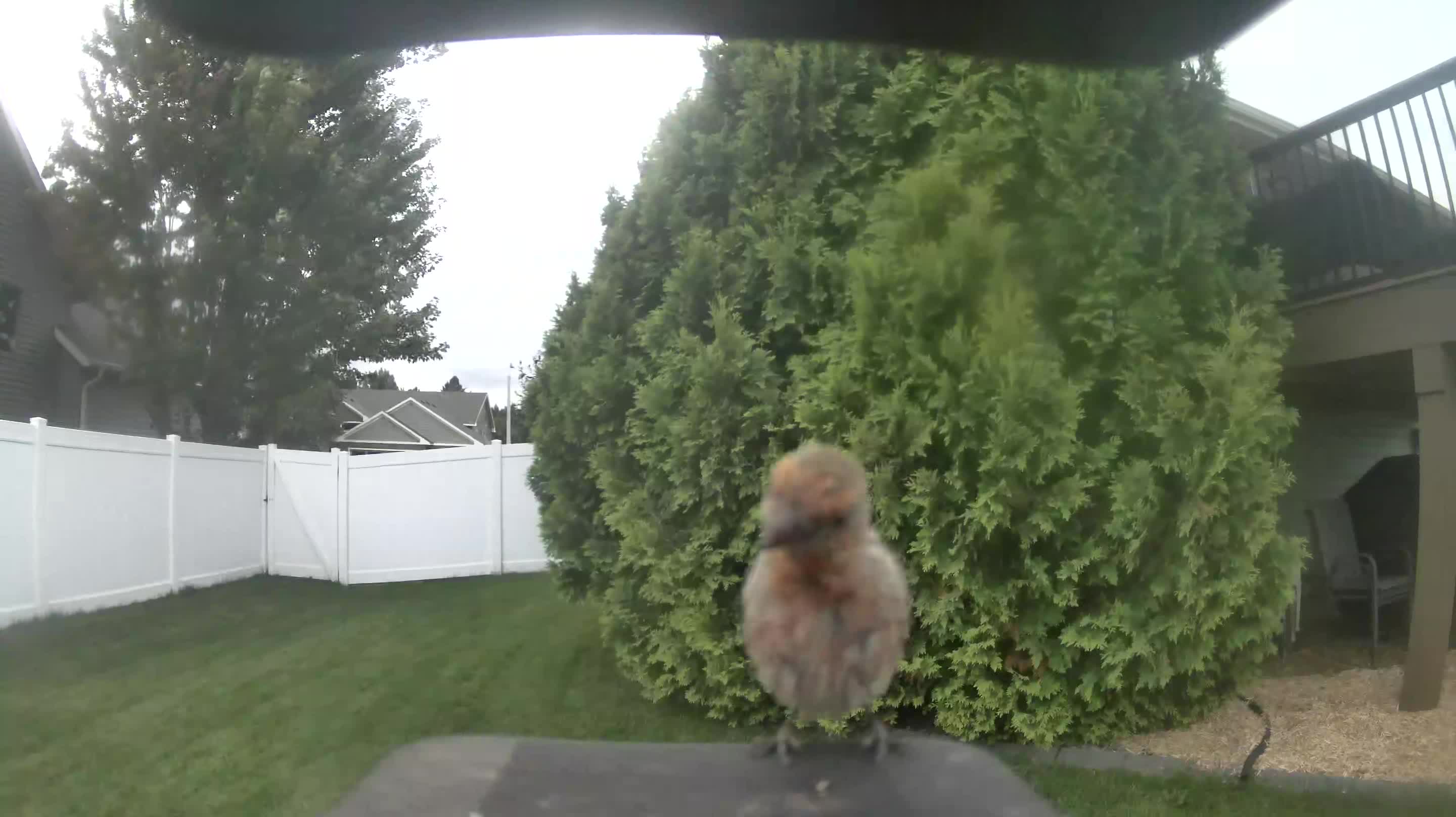 House Finch