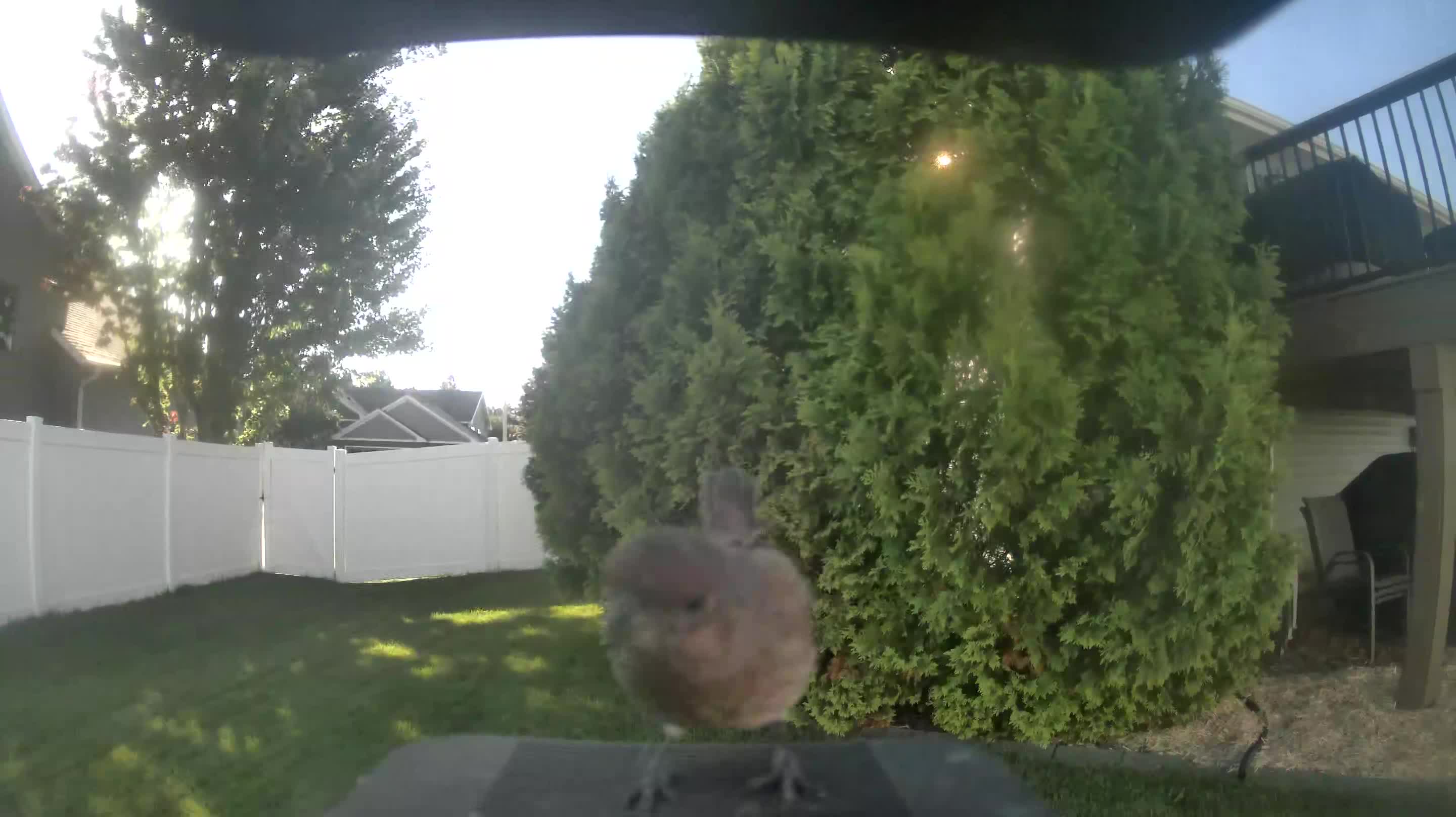 House Finch