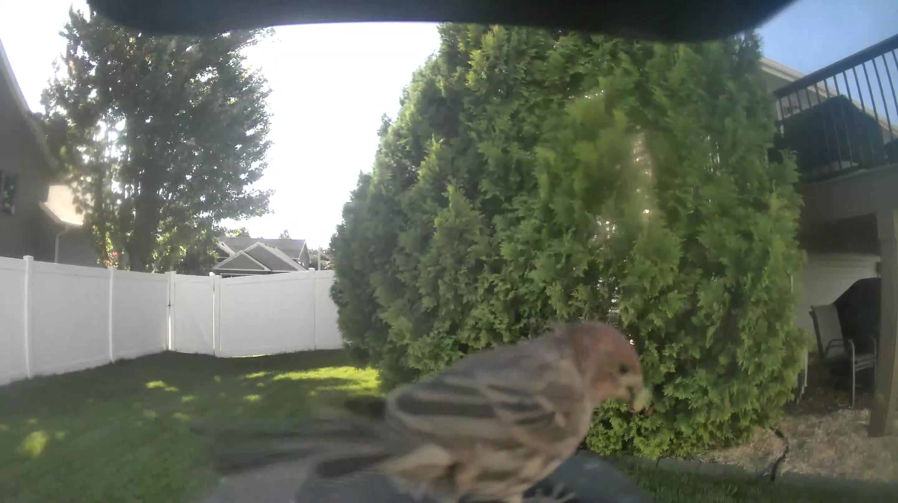 House Finch
