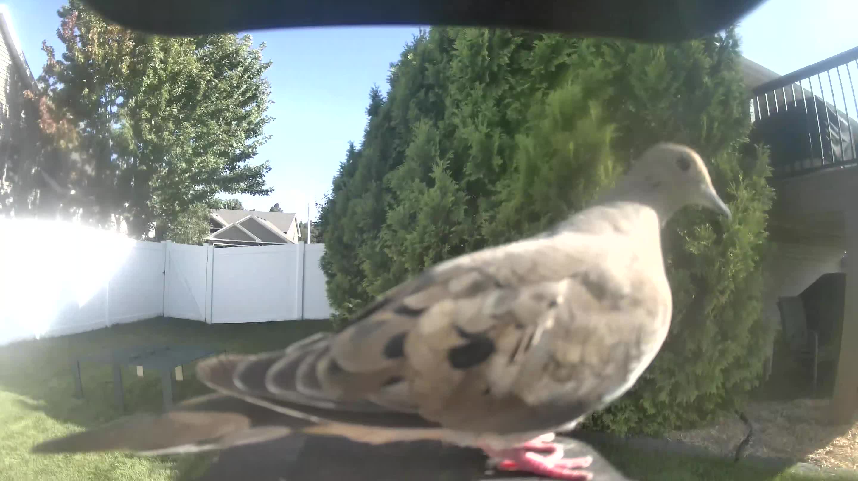Mourning Dove