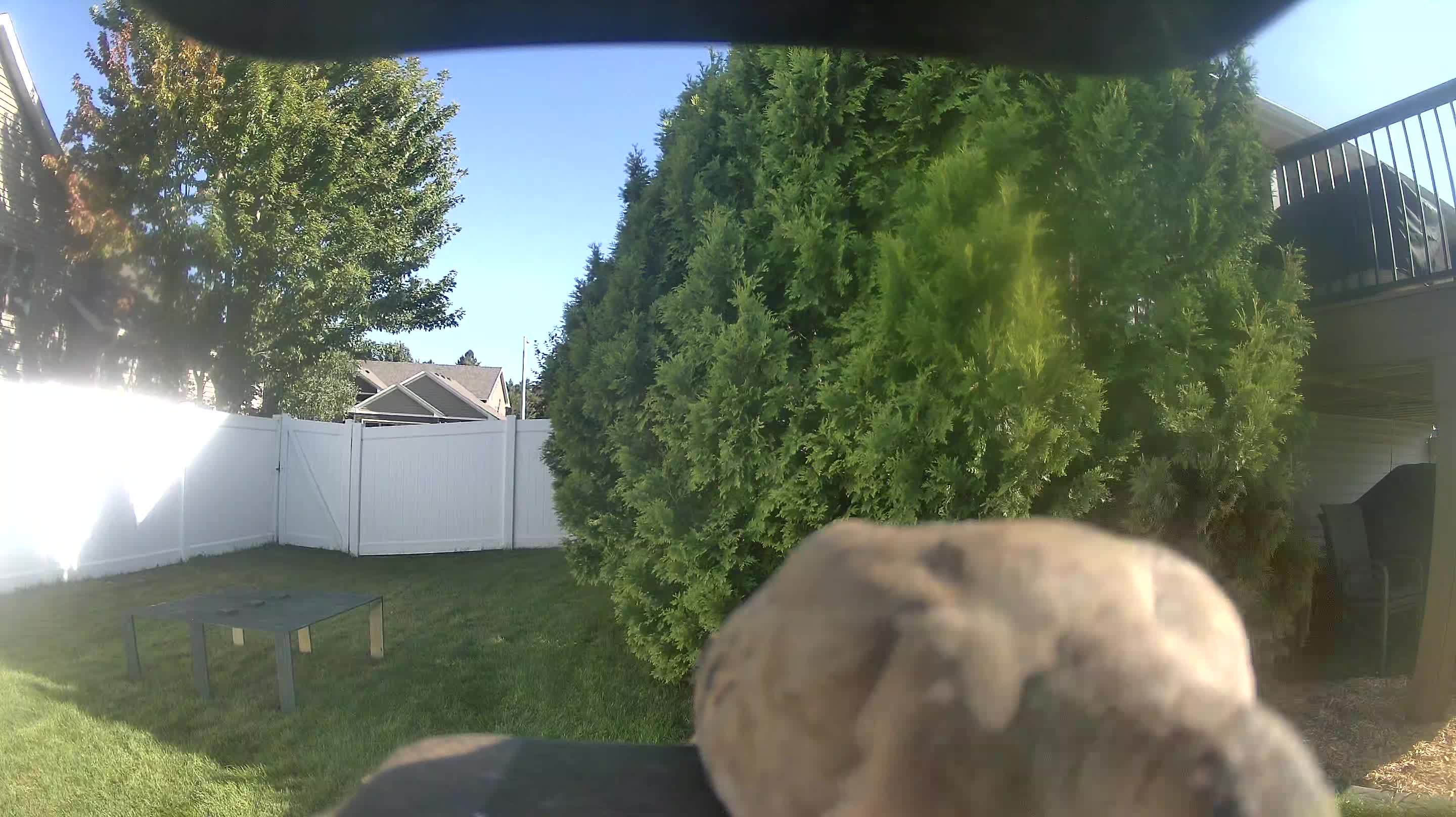 Mourning Dove