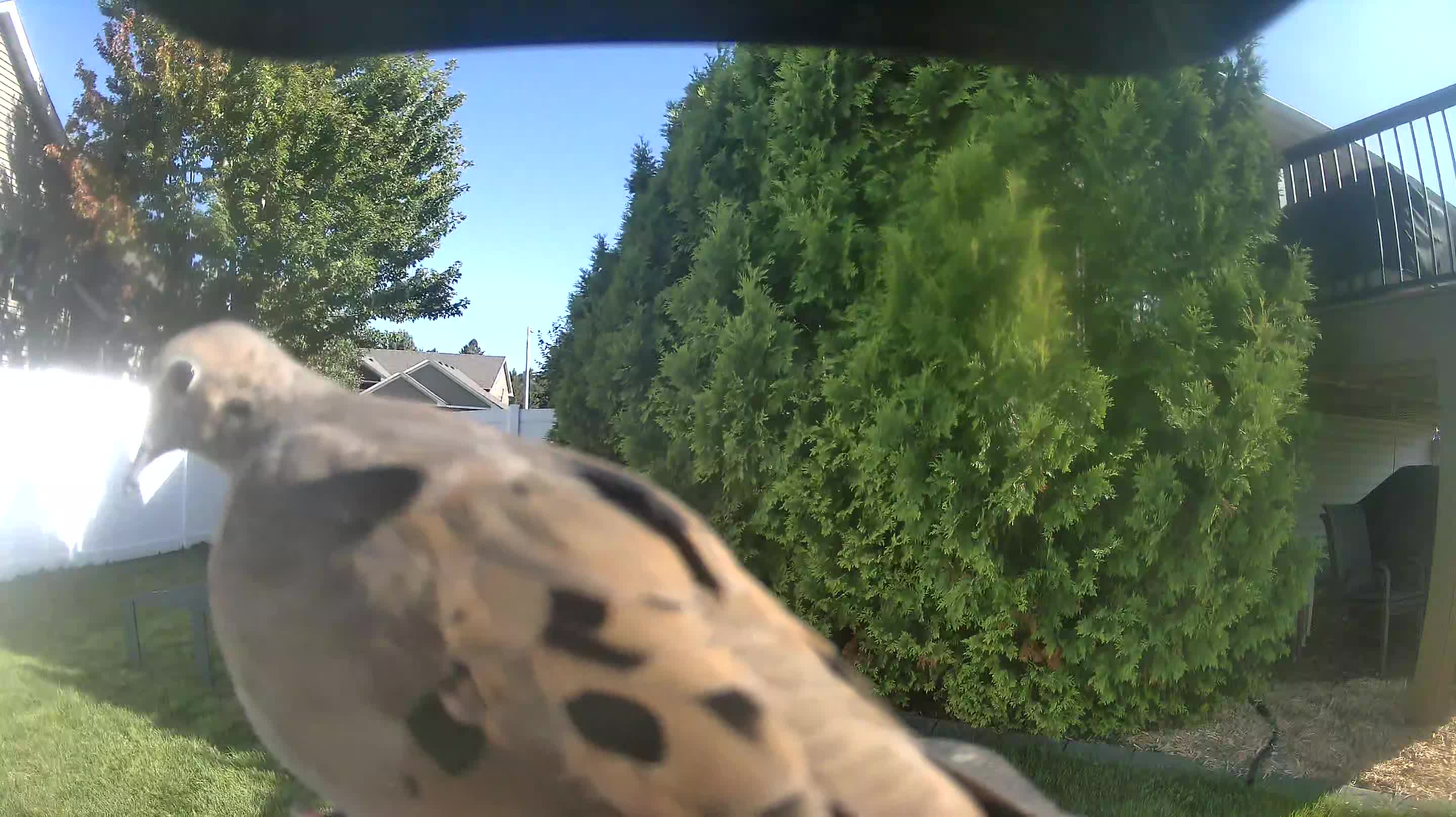 Mourning Dove
