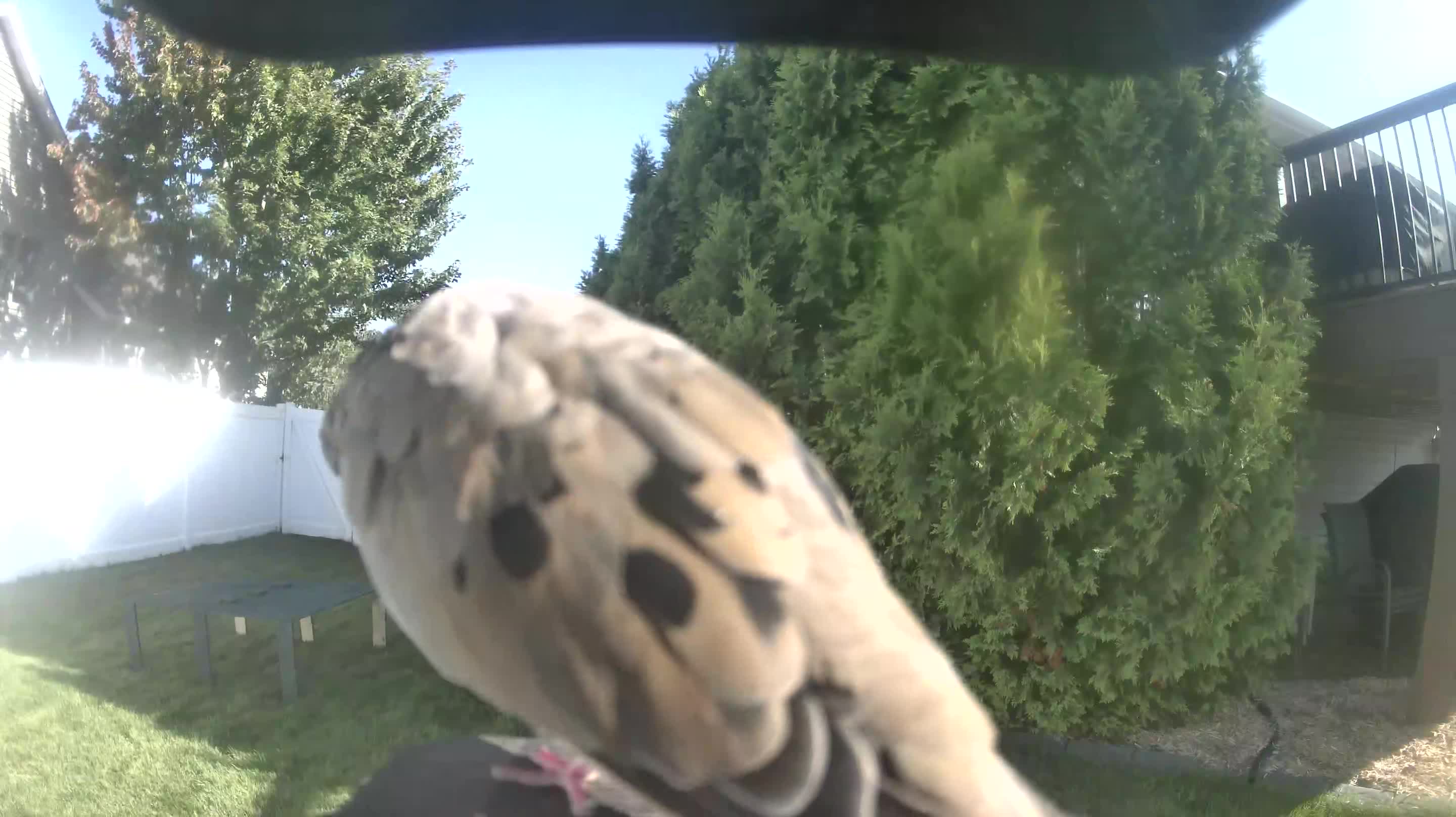 Mourning Dove
