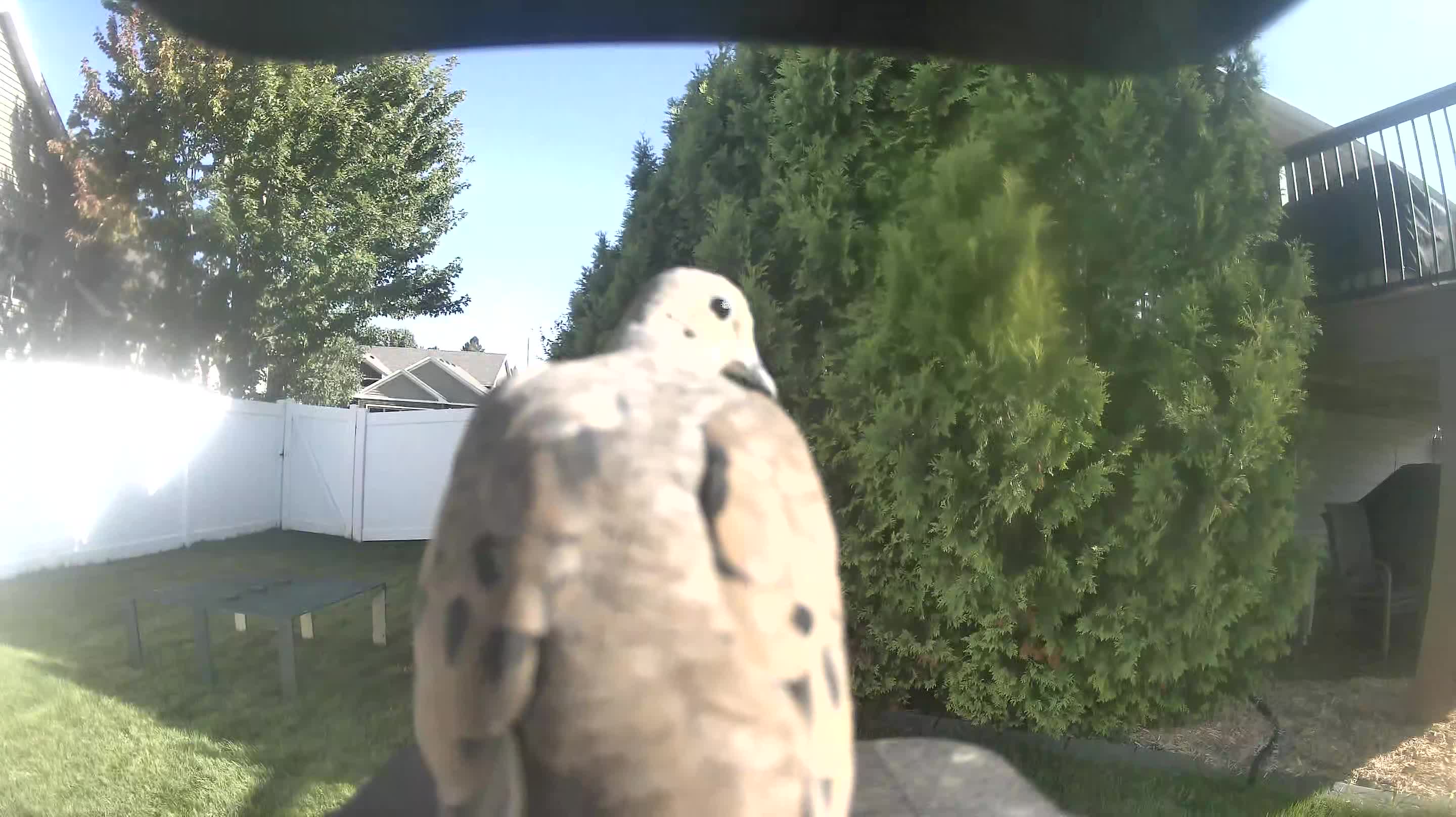 Mourning Dove