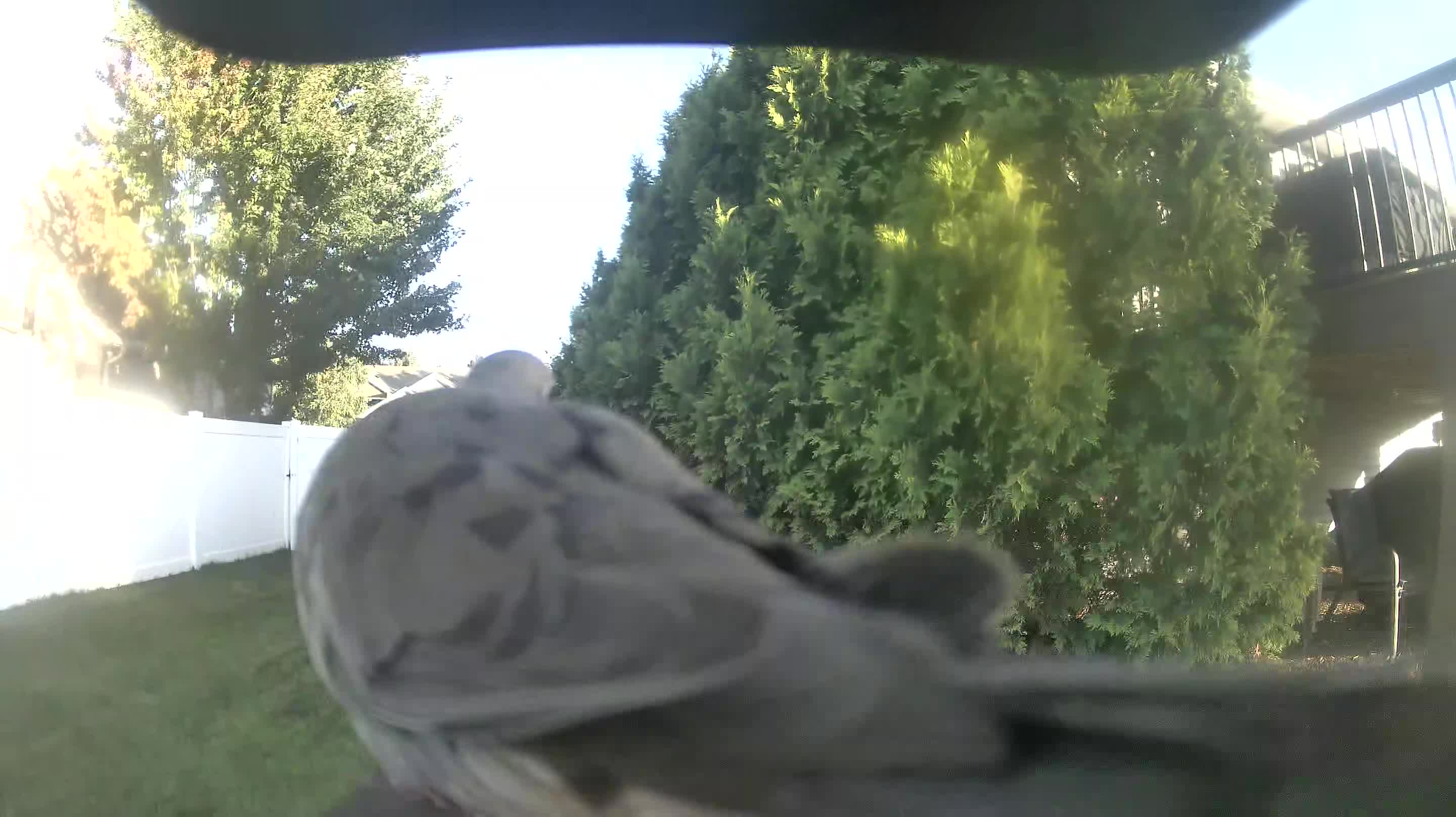 Mourning Dove