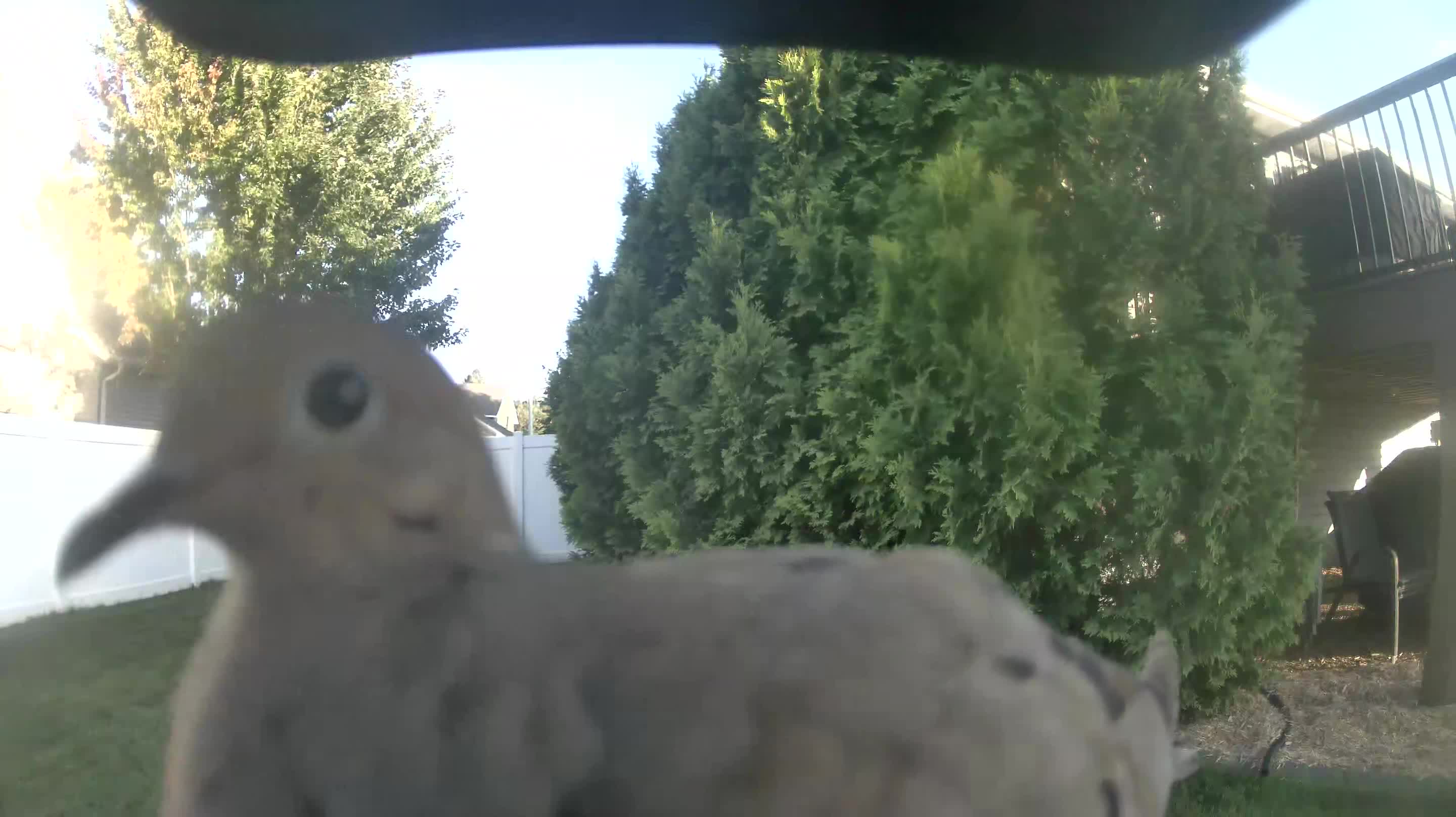 Mourning Dove