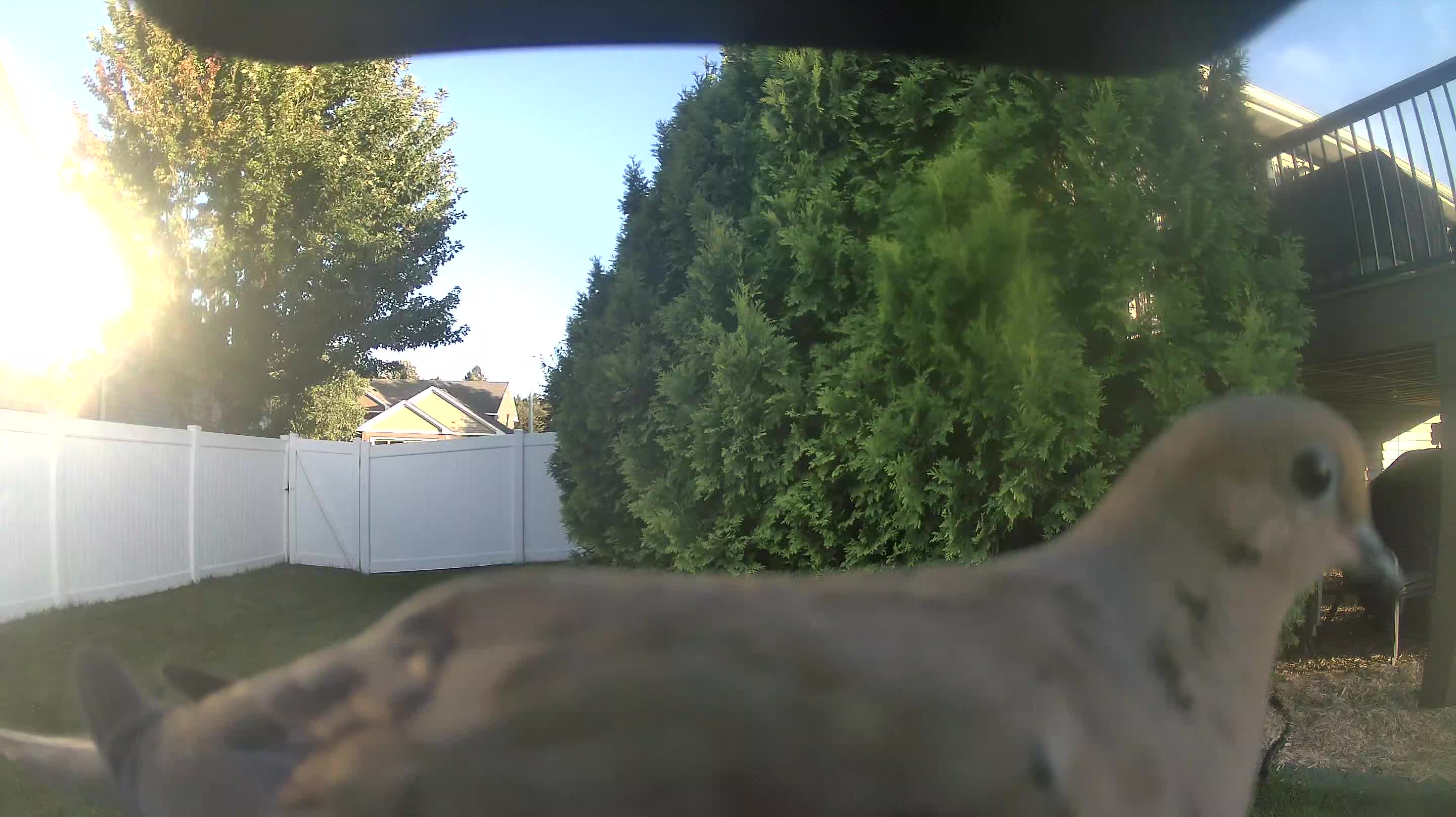 Mourning Dove