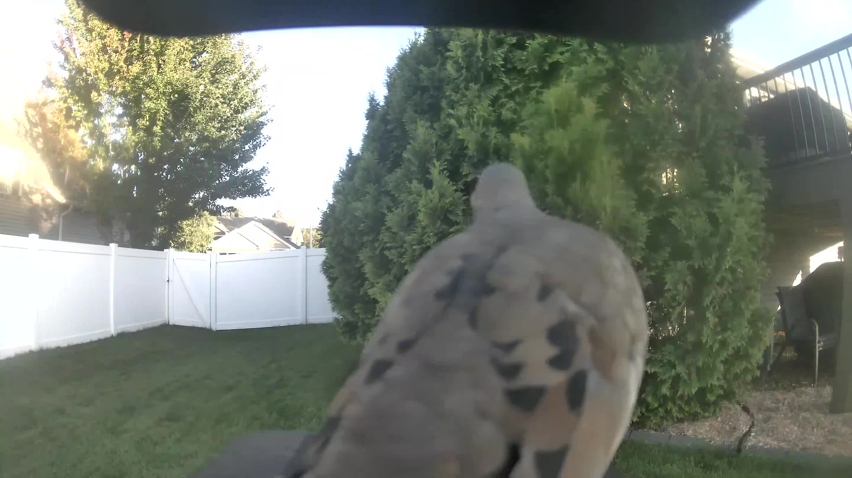 Mourning Dove