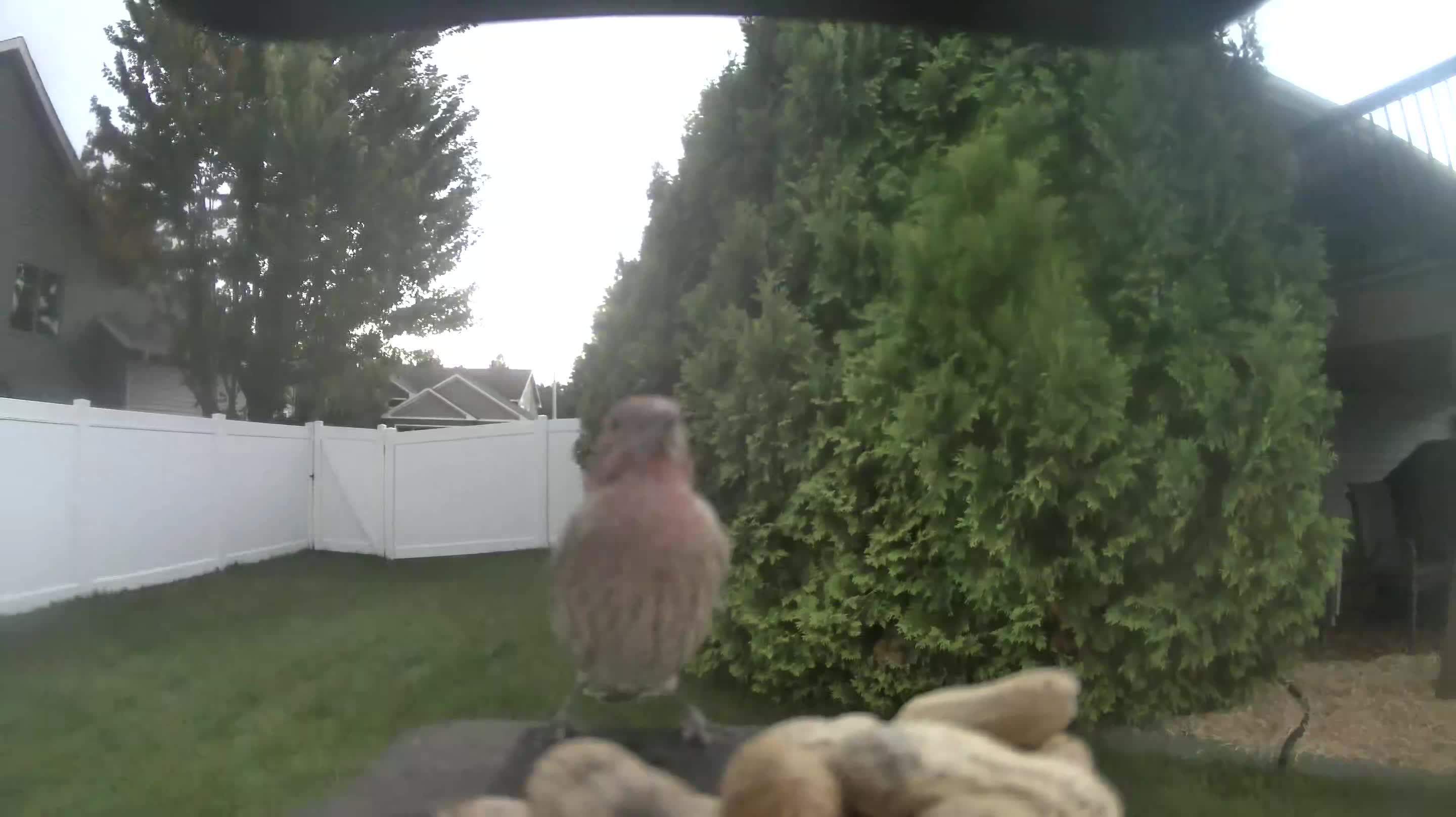 House Finch
