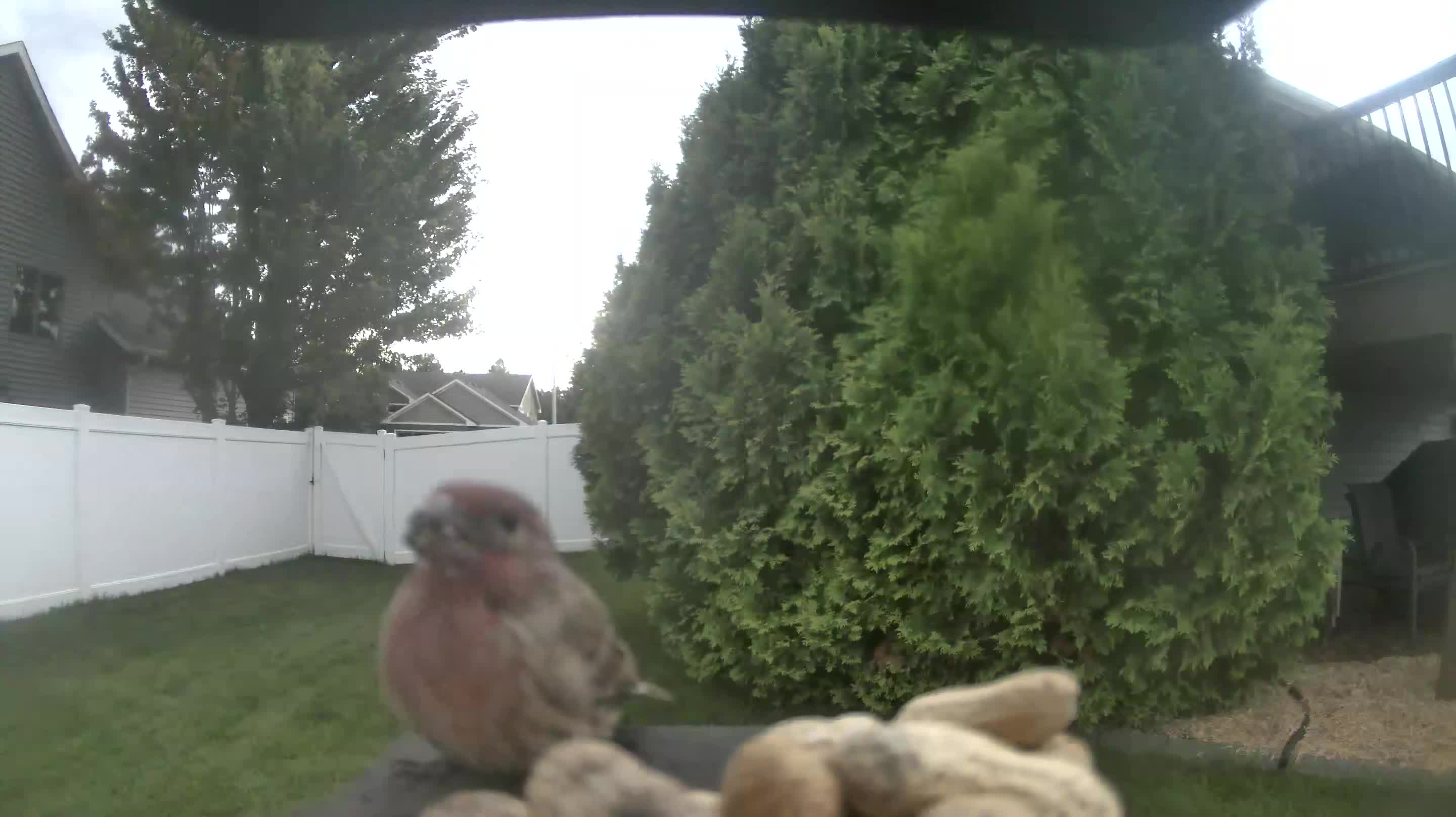 House Finch