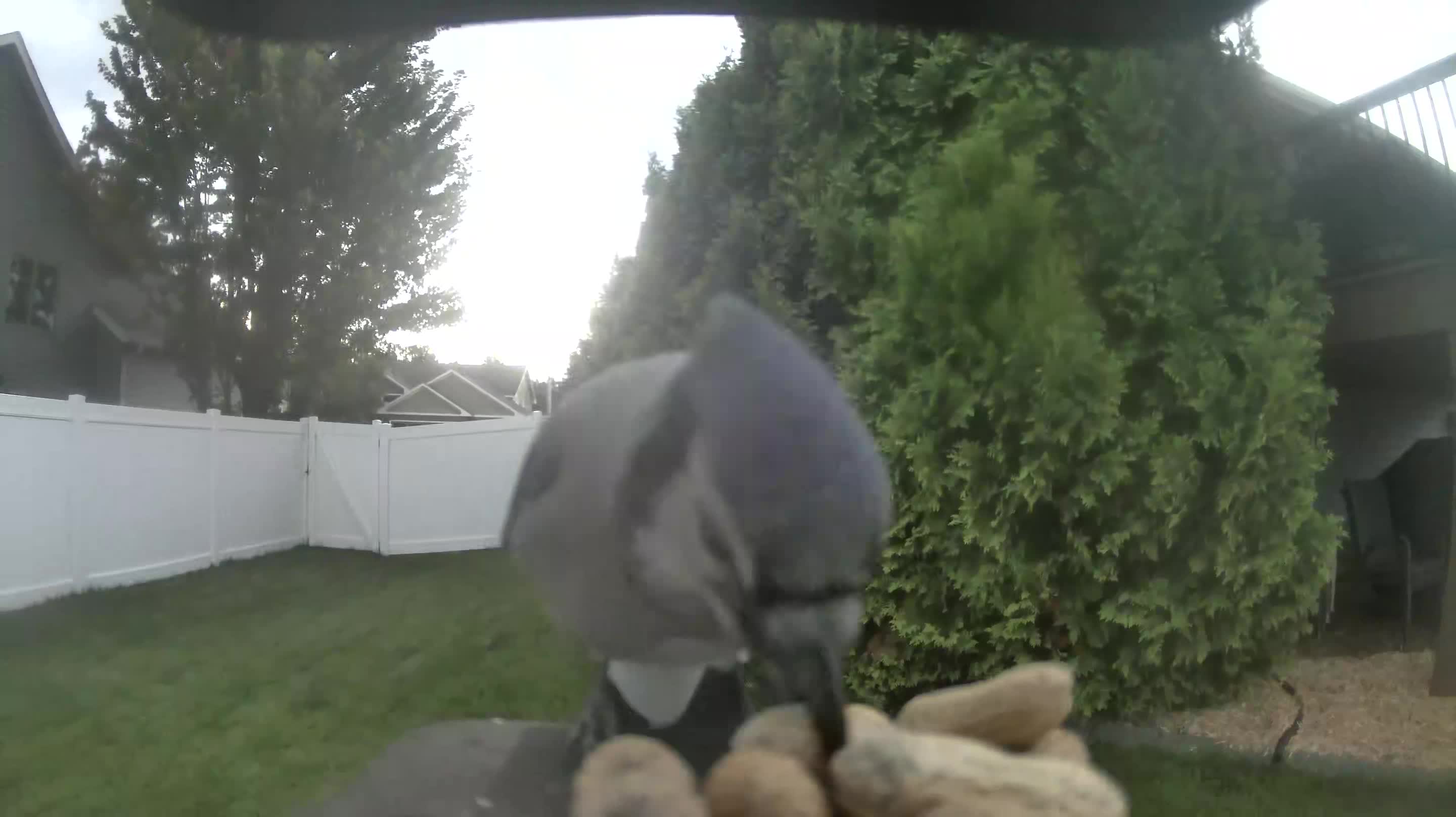Blue Jay