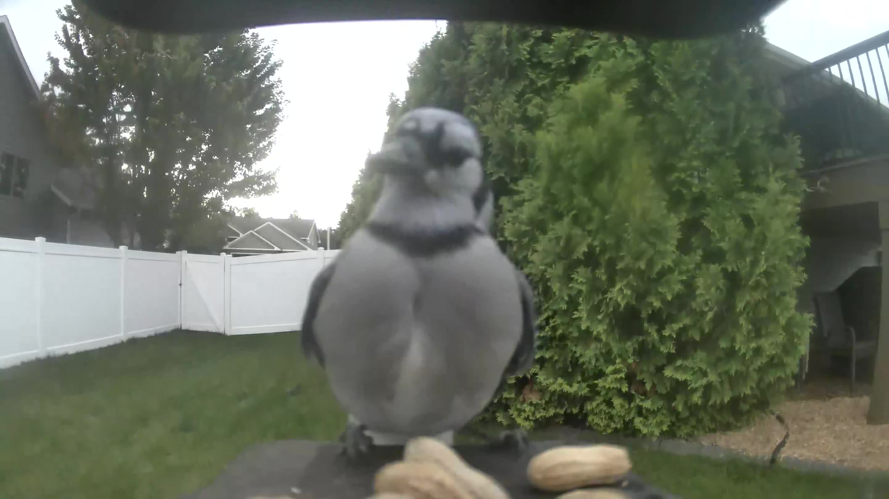 Blue Jay