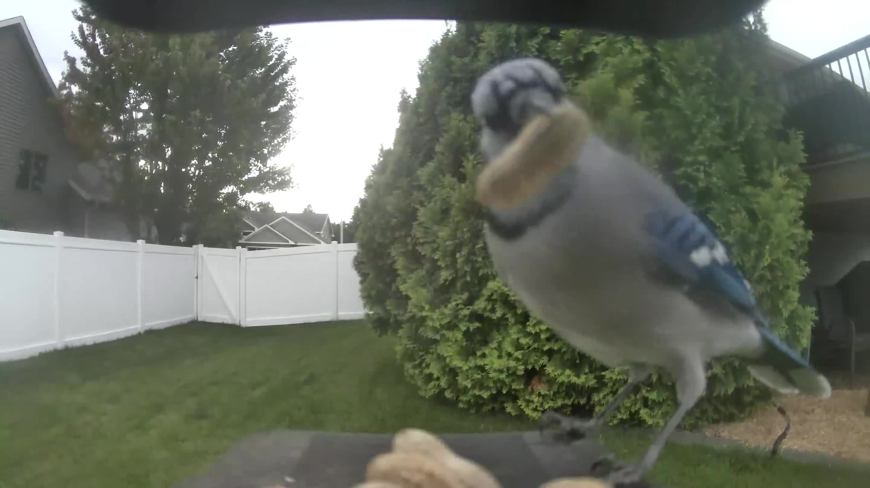 Blue Jay