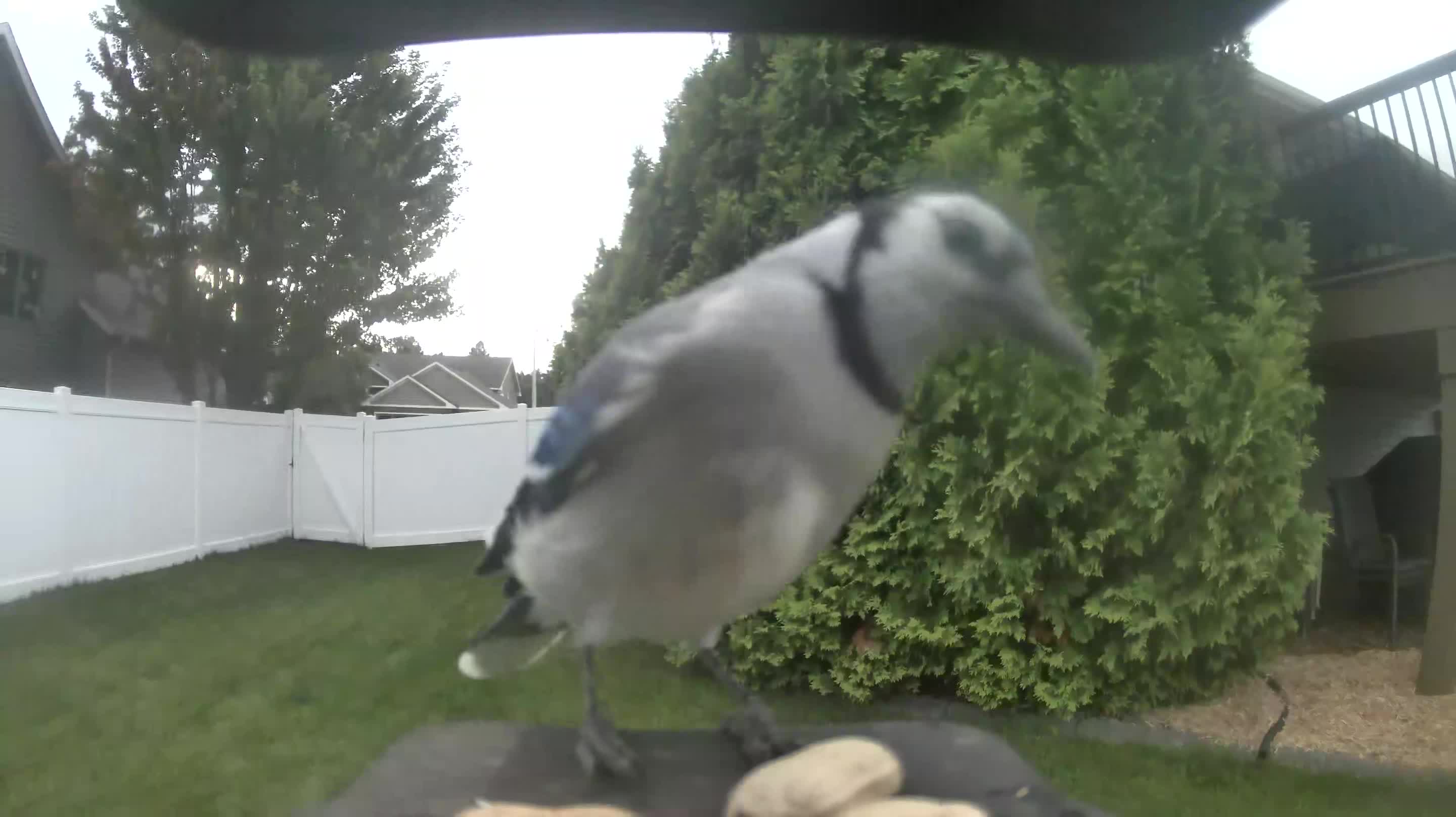 Blue Jay