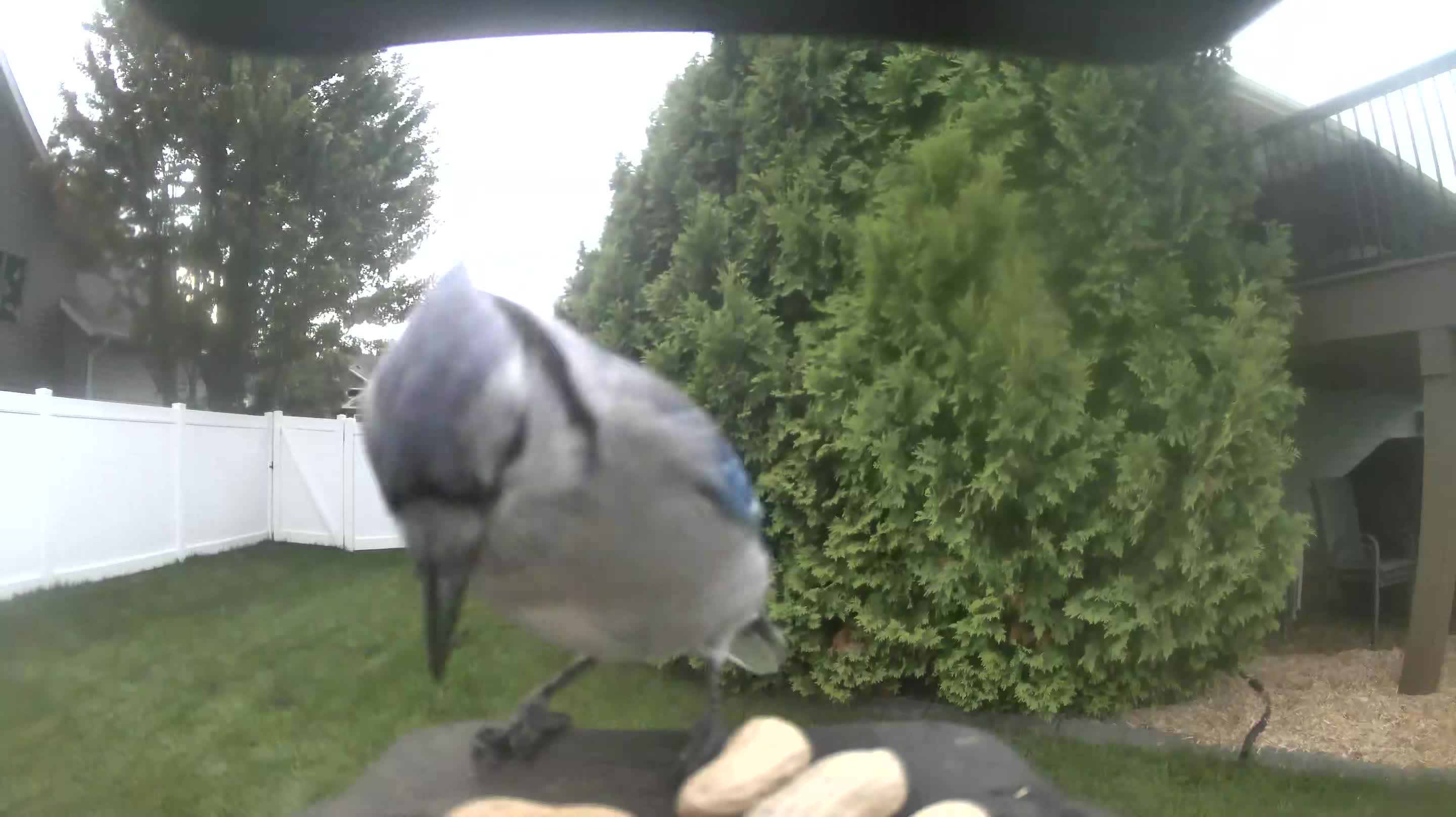Blue Jay