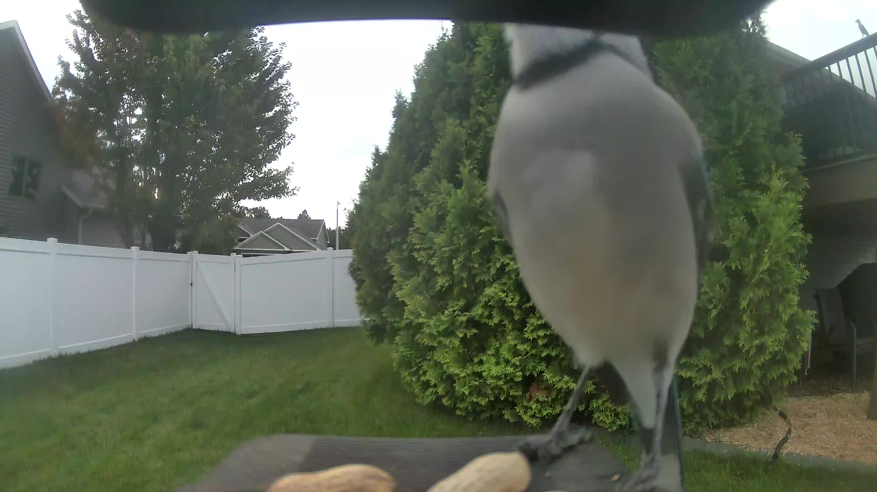Blue Jay