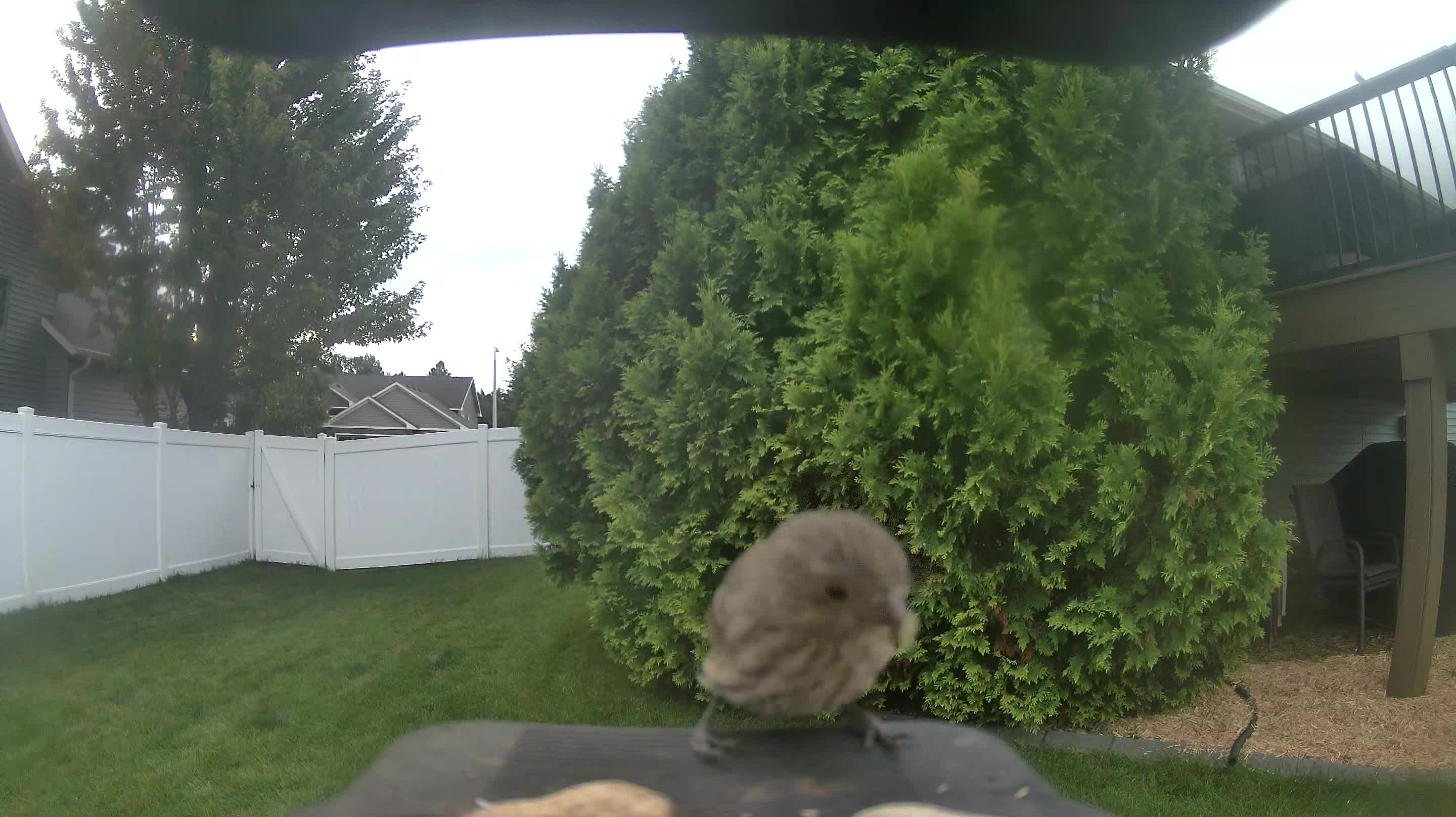 House Finch