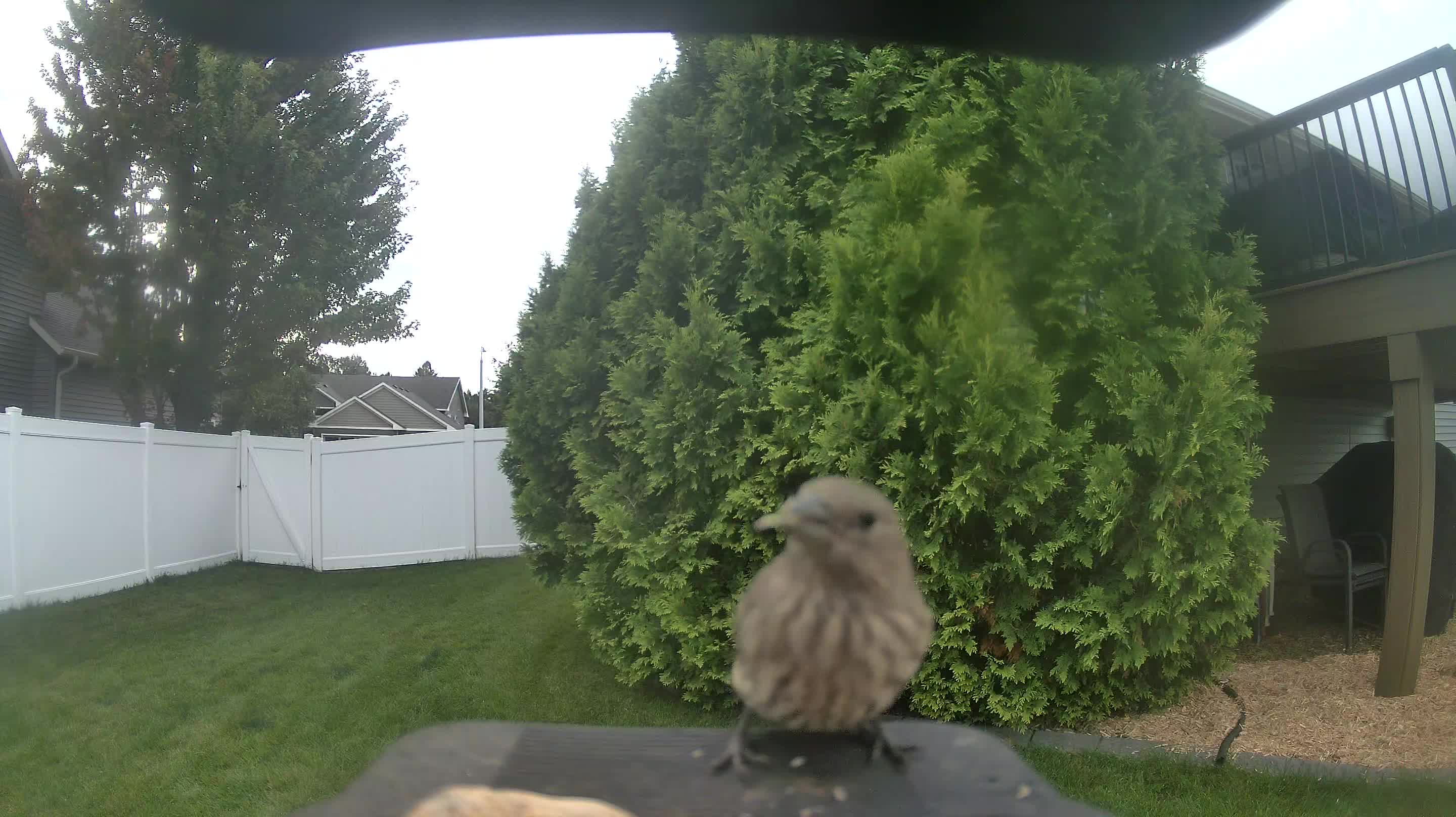 House Finch