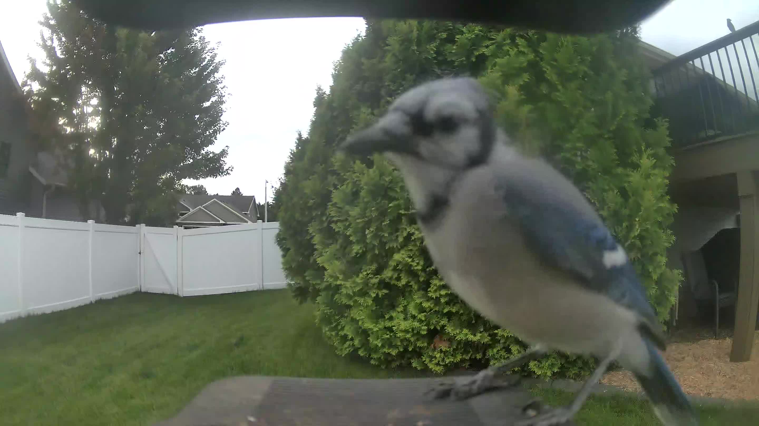 Blue Jay