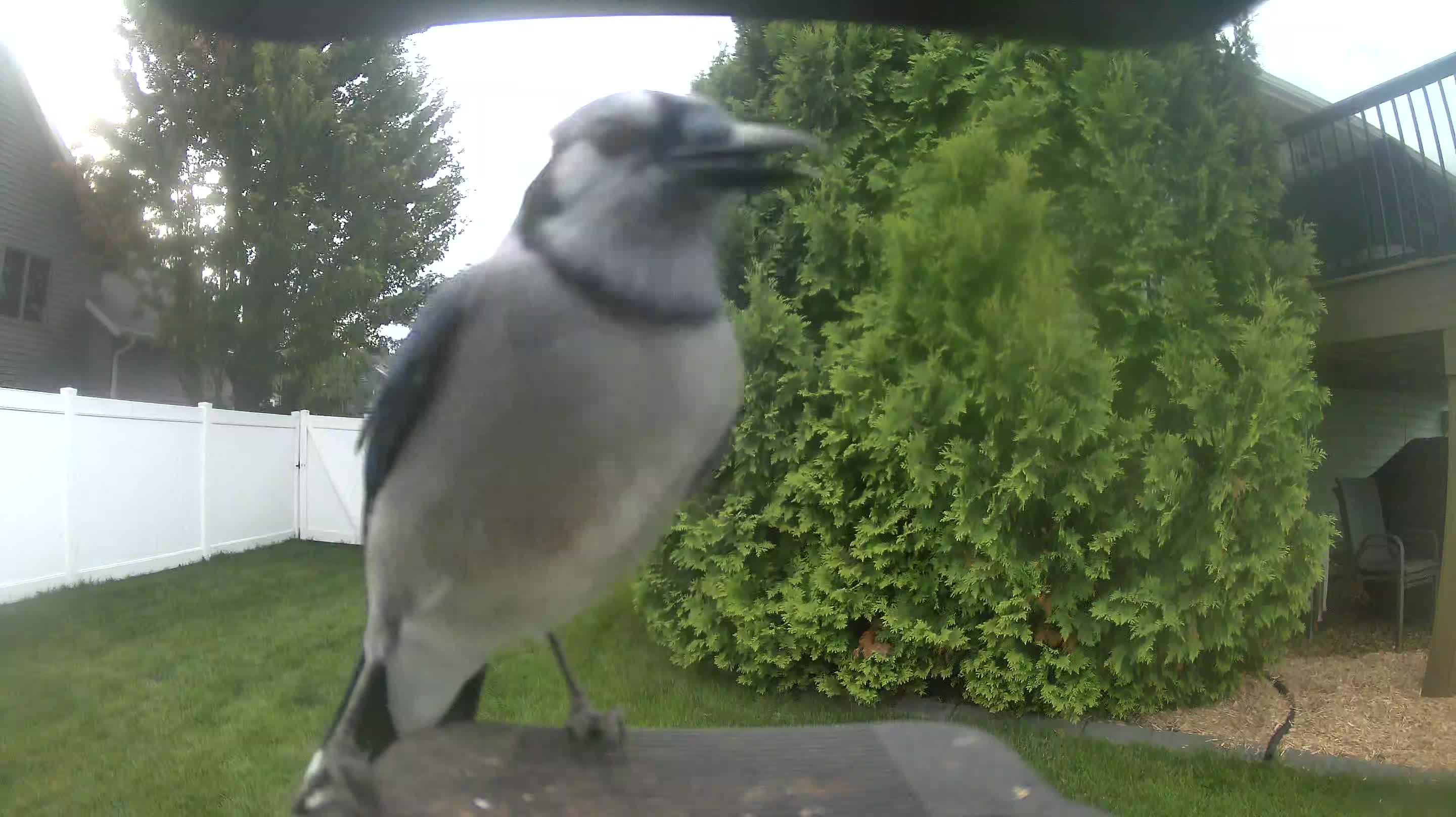 Blue Jay