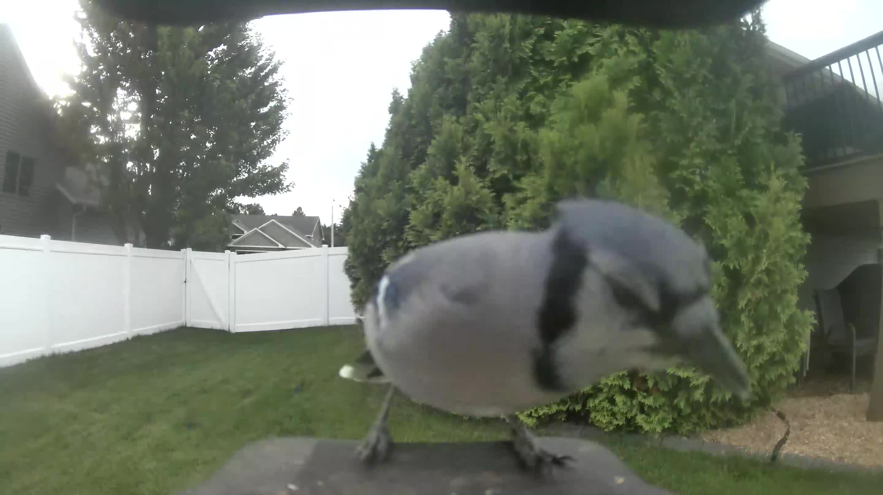 Blue Jay