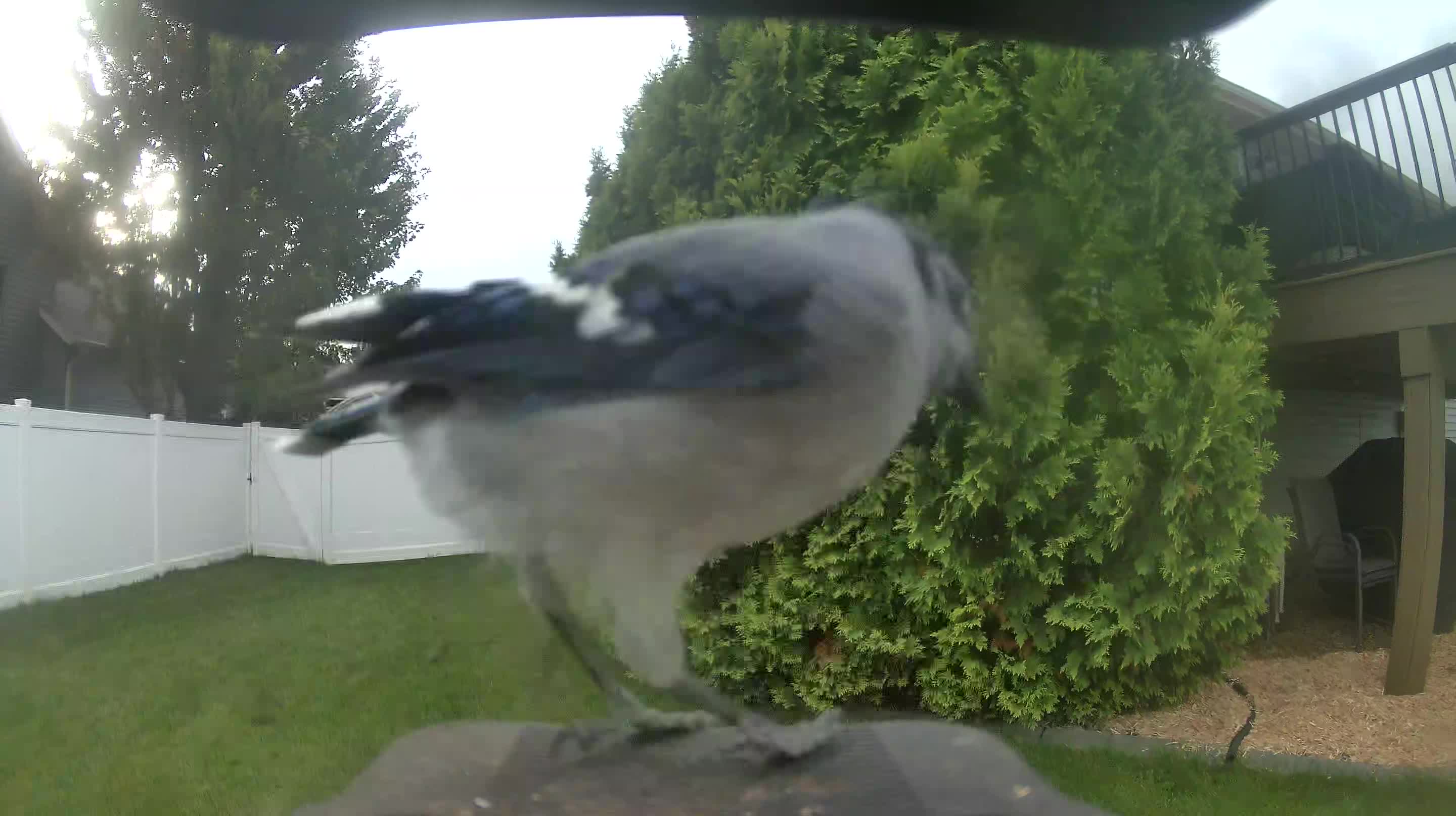 Blue Jay