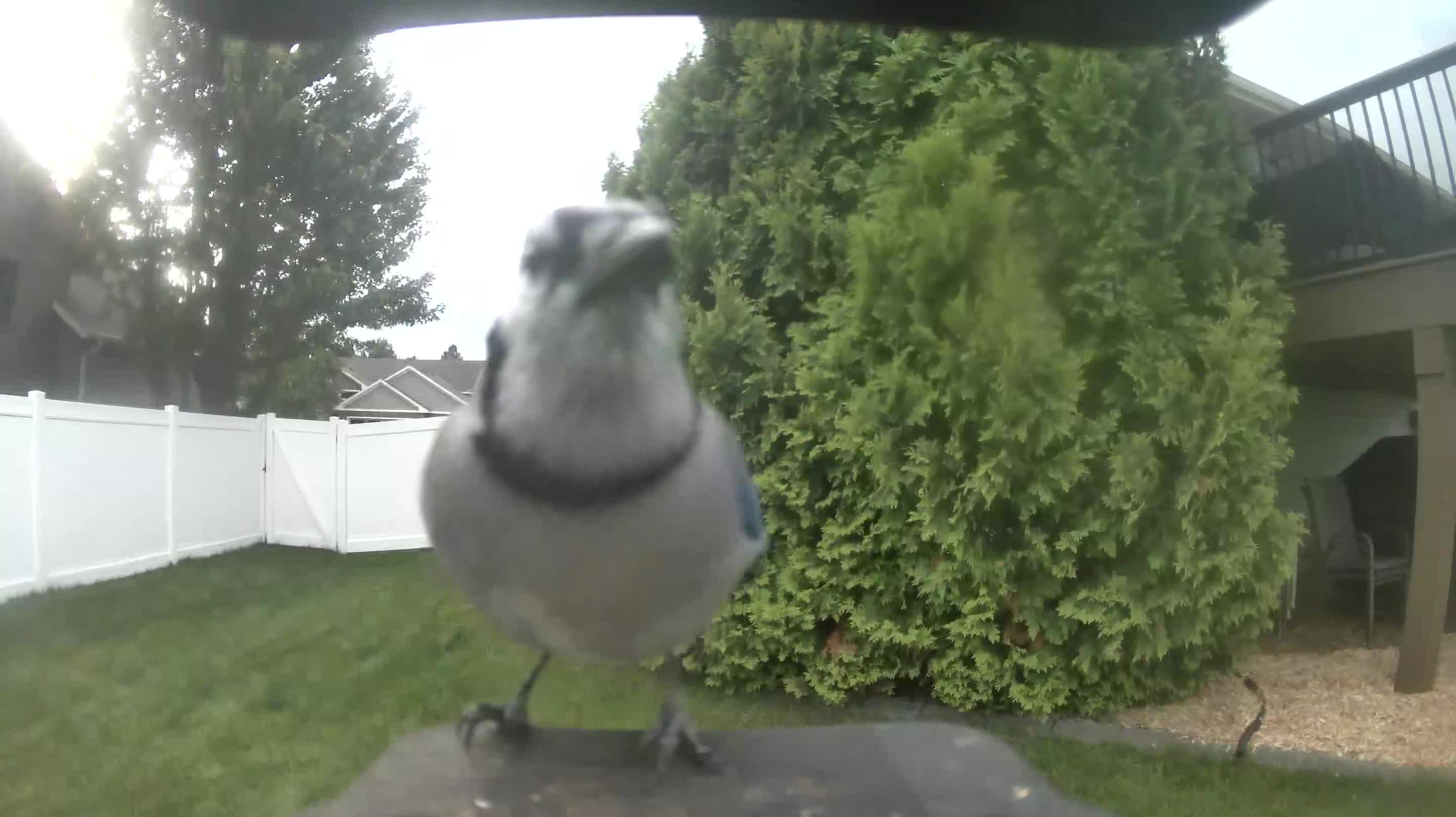 Blue Jay