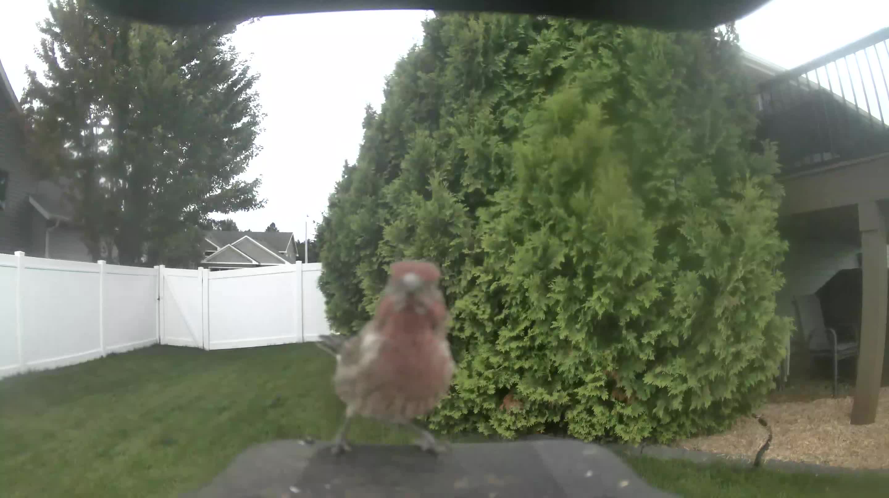 House Finch