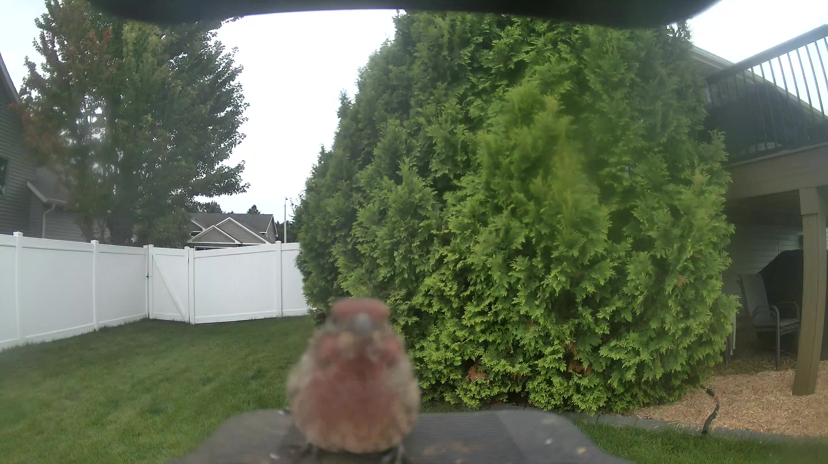 House Finch