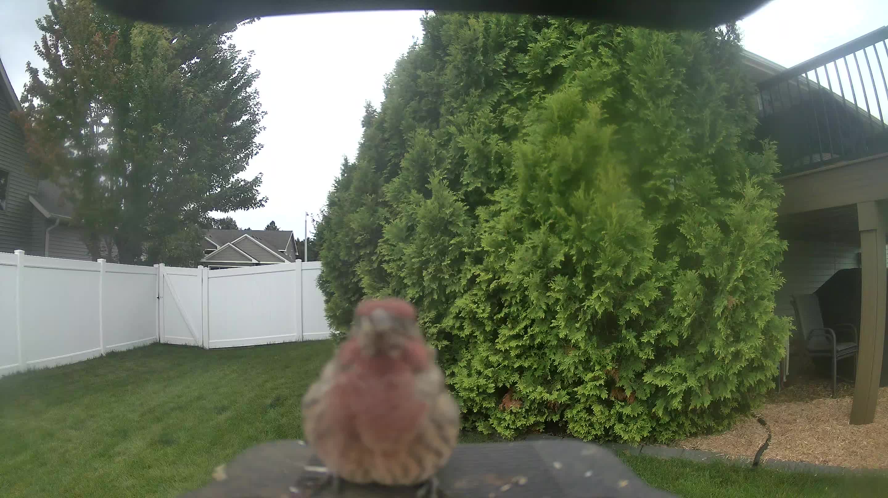 House Finch
