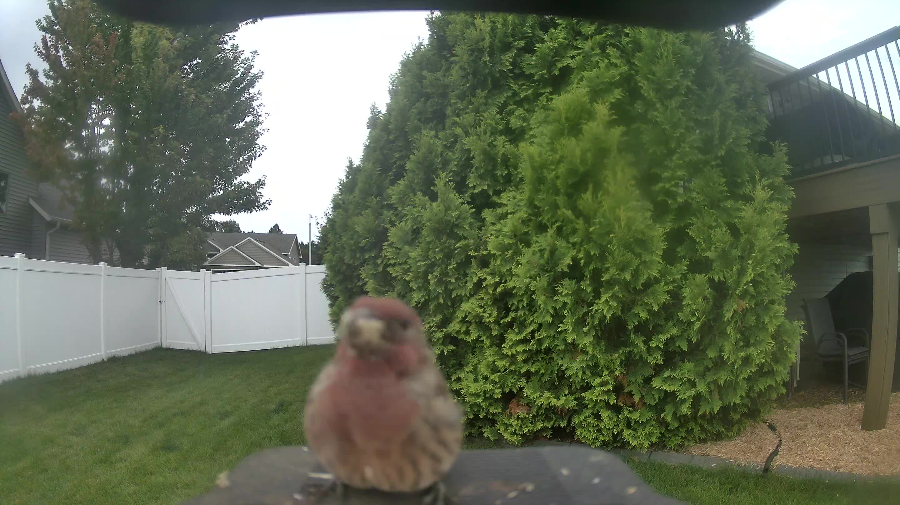 House Finch