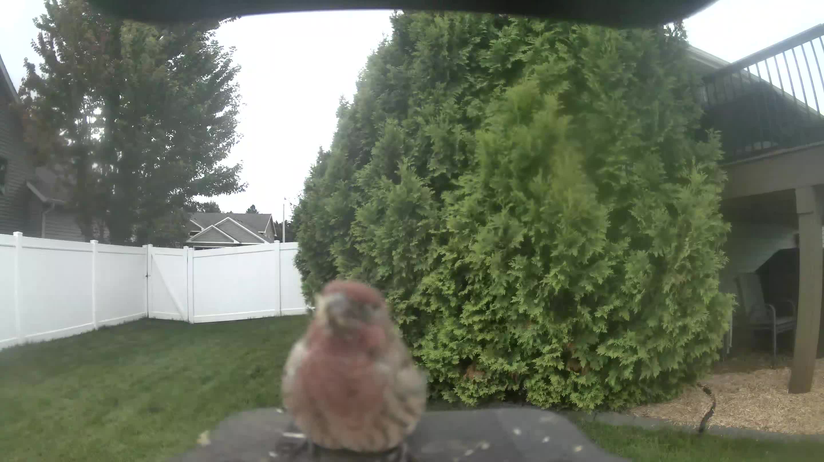 House Finch