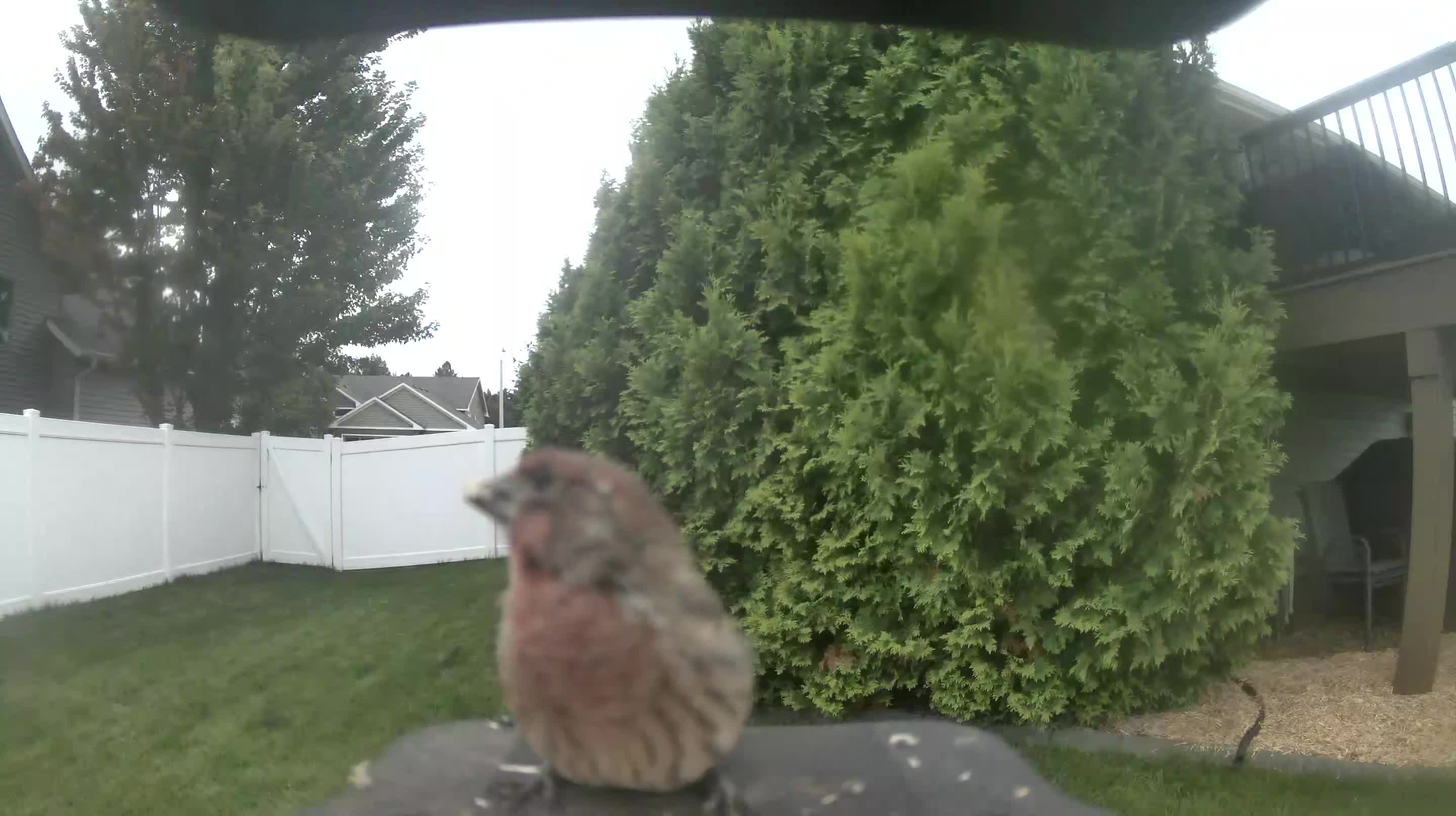 House Finch