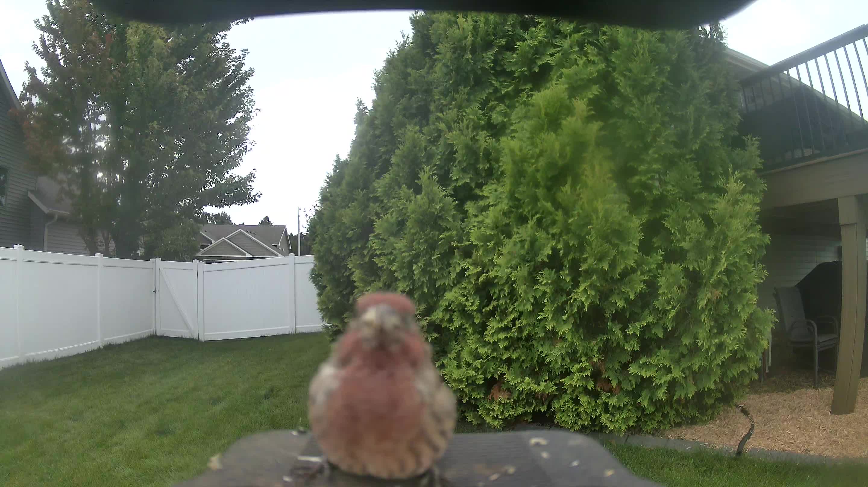 House Finch