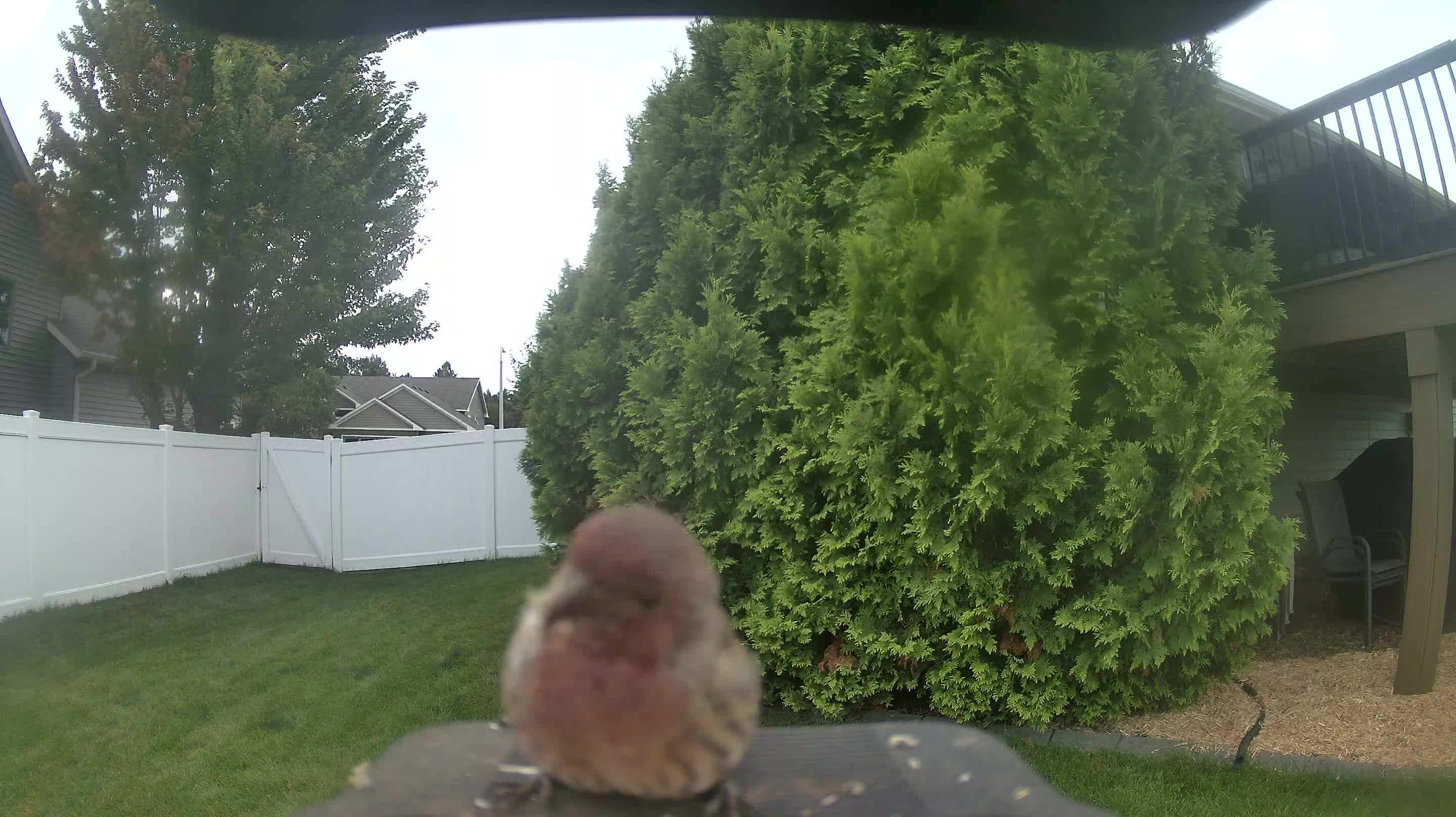 House Finch