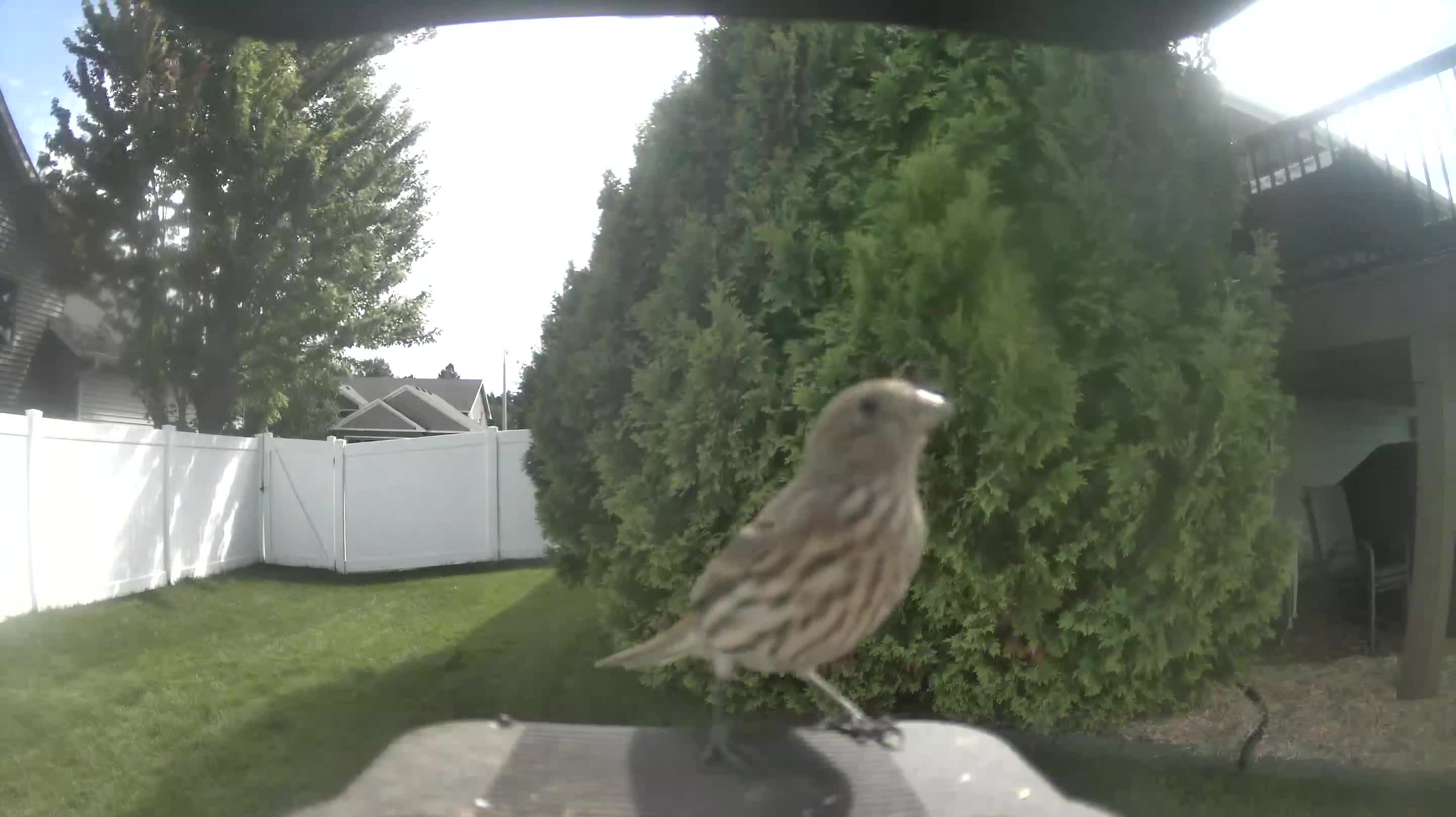 House Finch