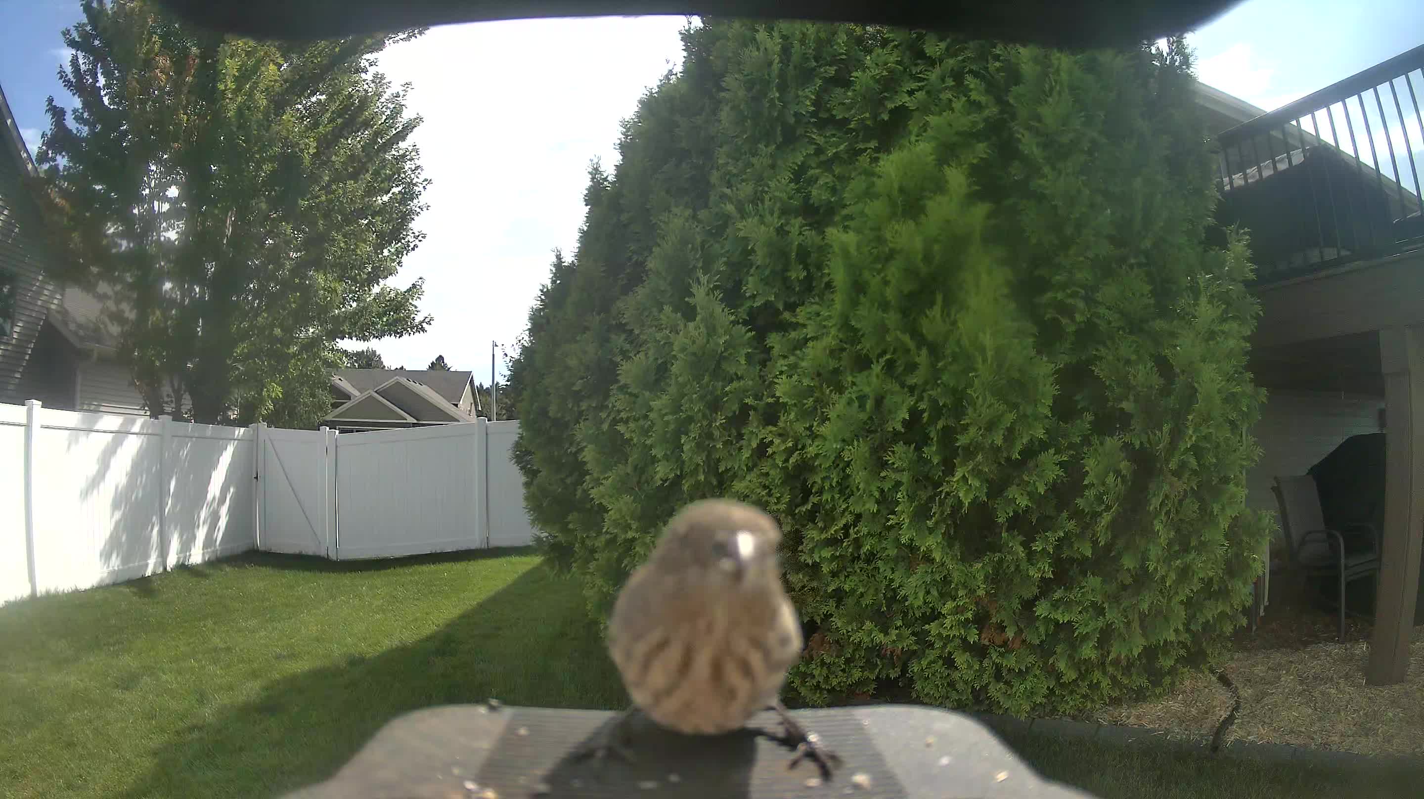 House Finch