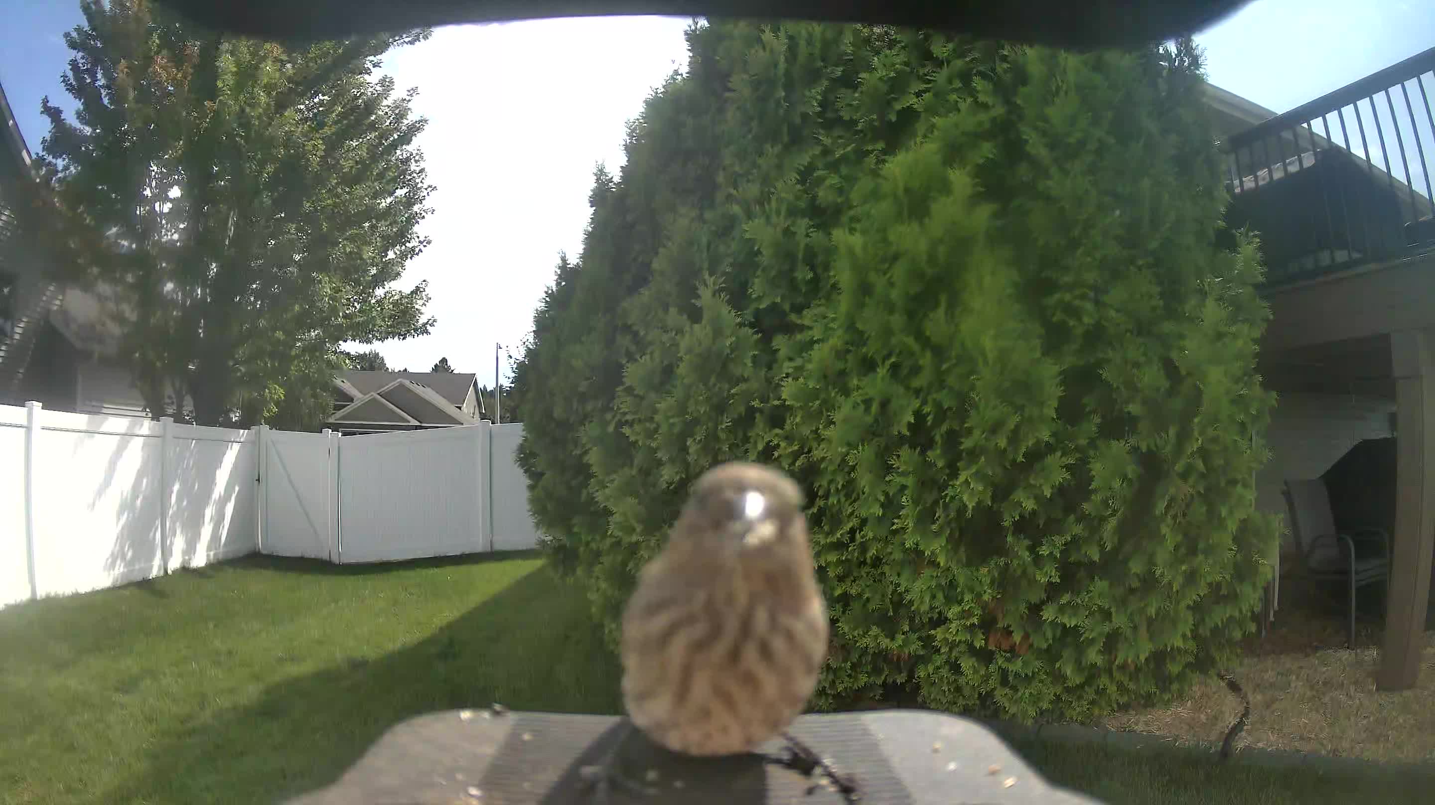 House Finch