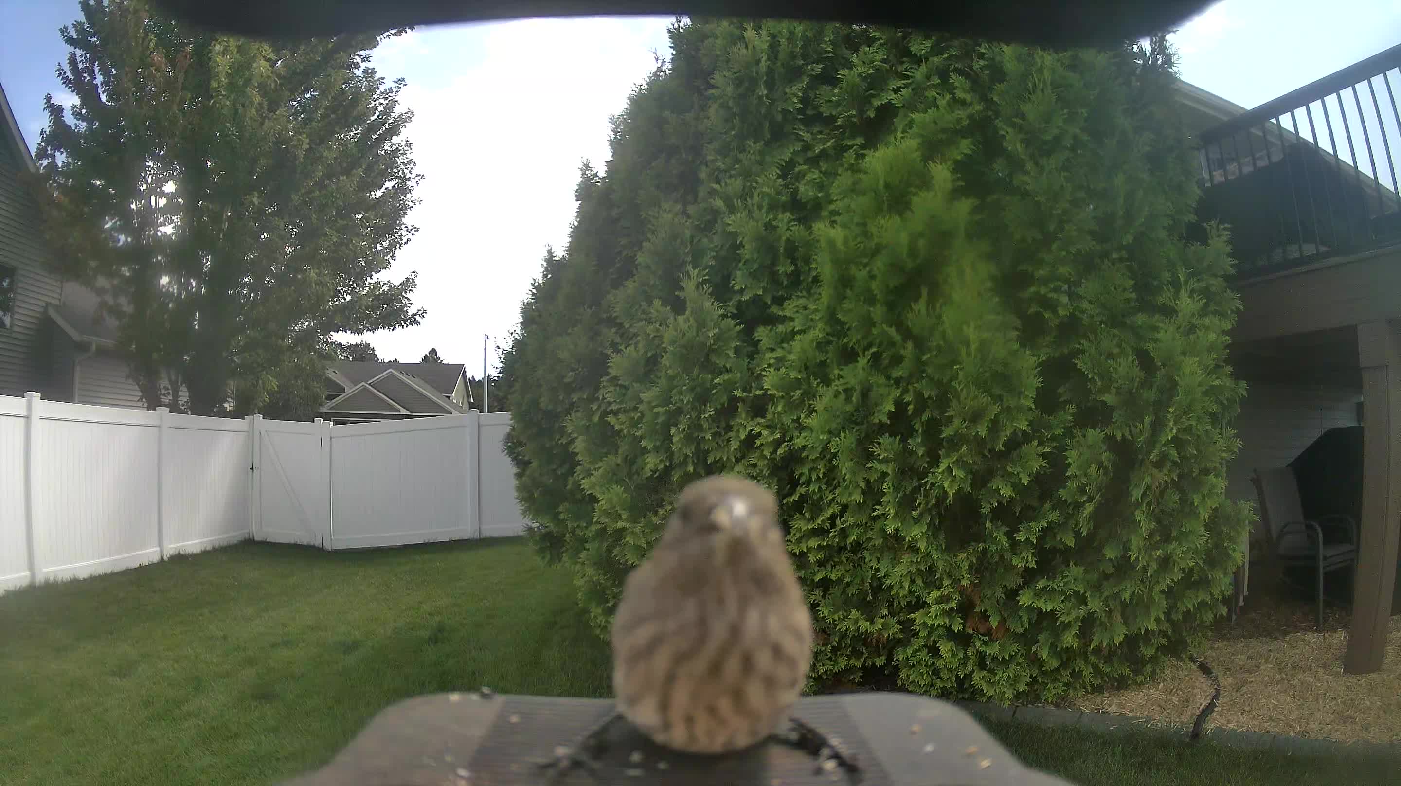 House Finch